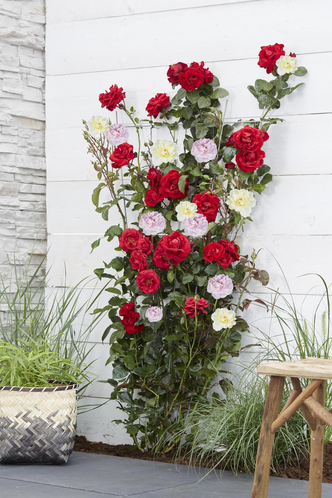 3x - Rosa Crazy in love 'Roze' - ?65cm - Ø15