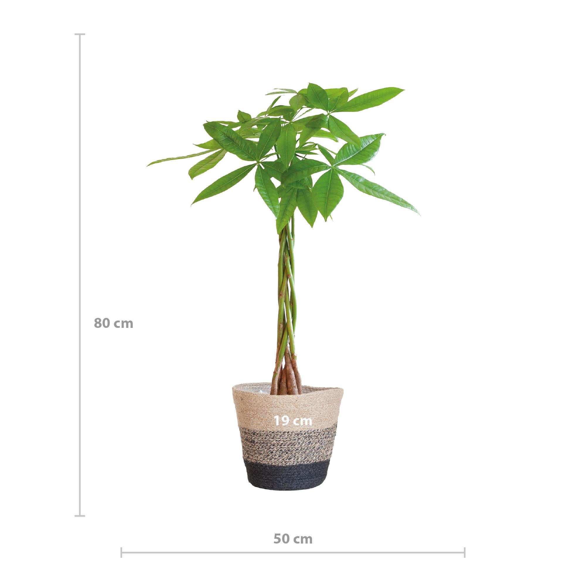 Pachira Aquatica mit Mand Lissabon schwarz - 80cm - Ø21
