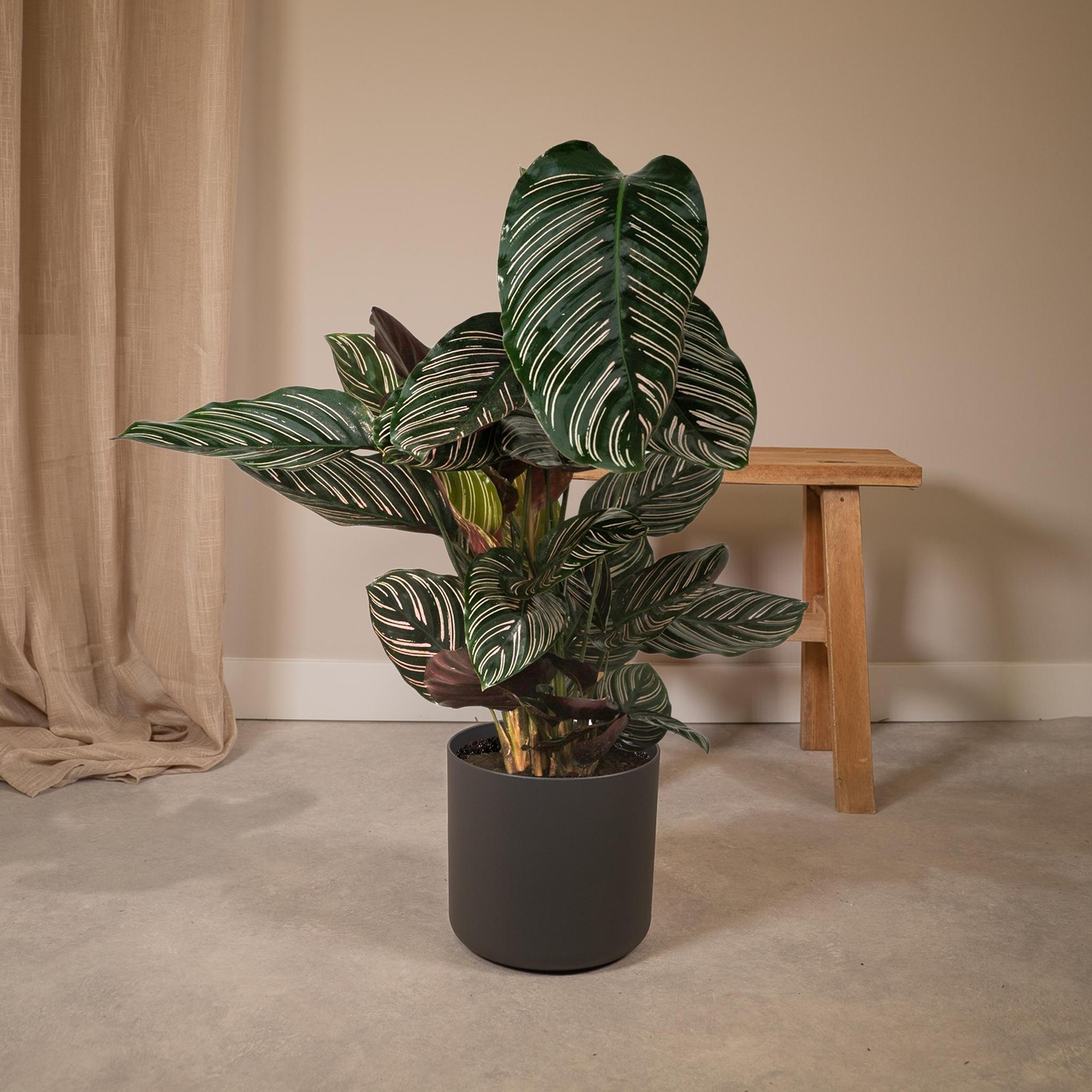 Calathea Ornata - Ø19 - ?75cm