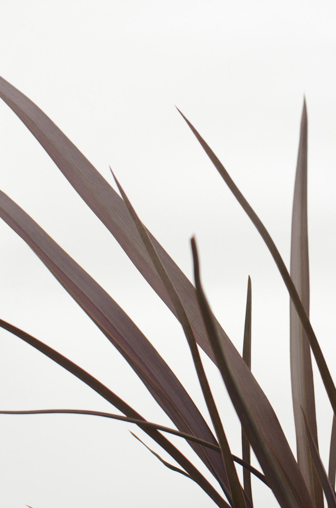 Phormium 'Rubra Nana' - ?50cm - Ø14