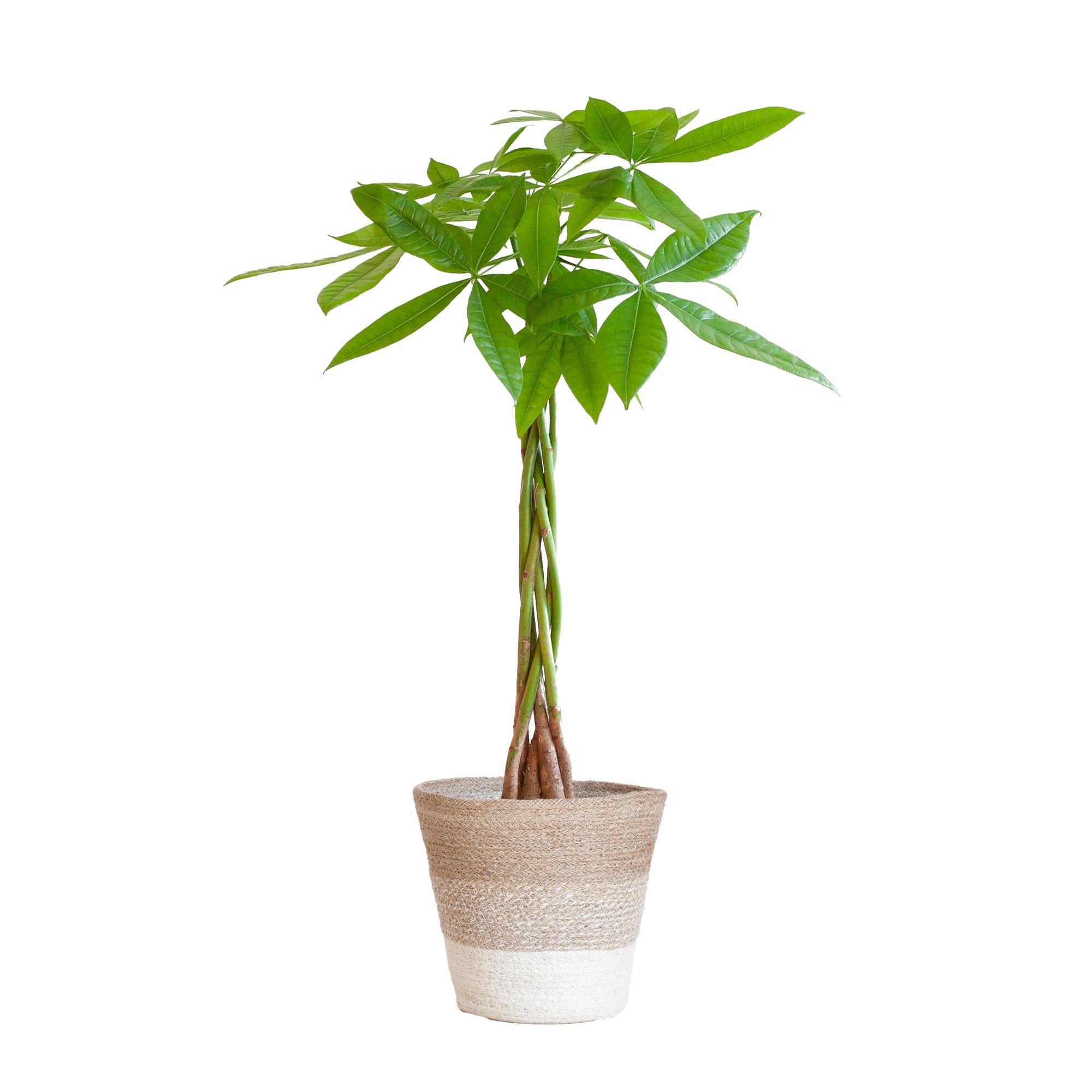 Pachira Aquatica mit Mand Lissabon weiß - 80cm - Ø21