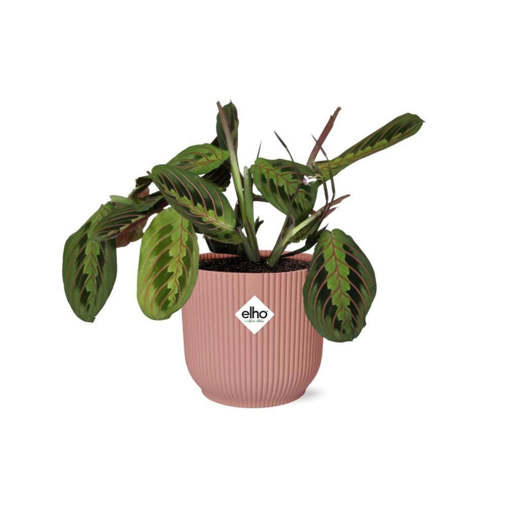 Maranta Leuconeura 'Fascinator' Tricolor in ELHO Vibes Fold 14cm roze