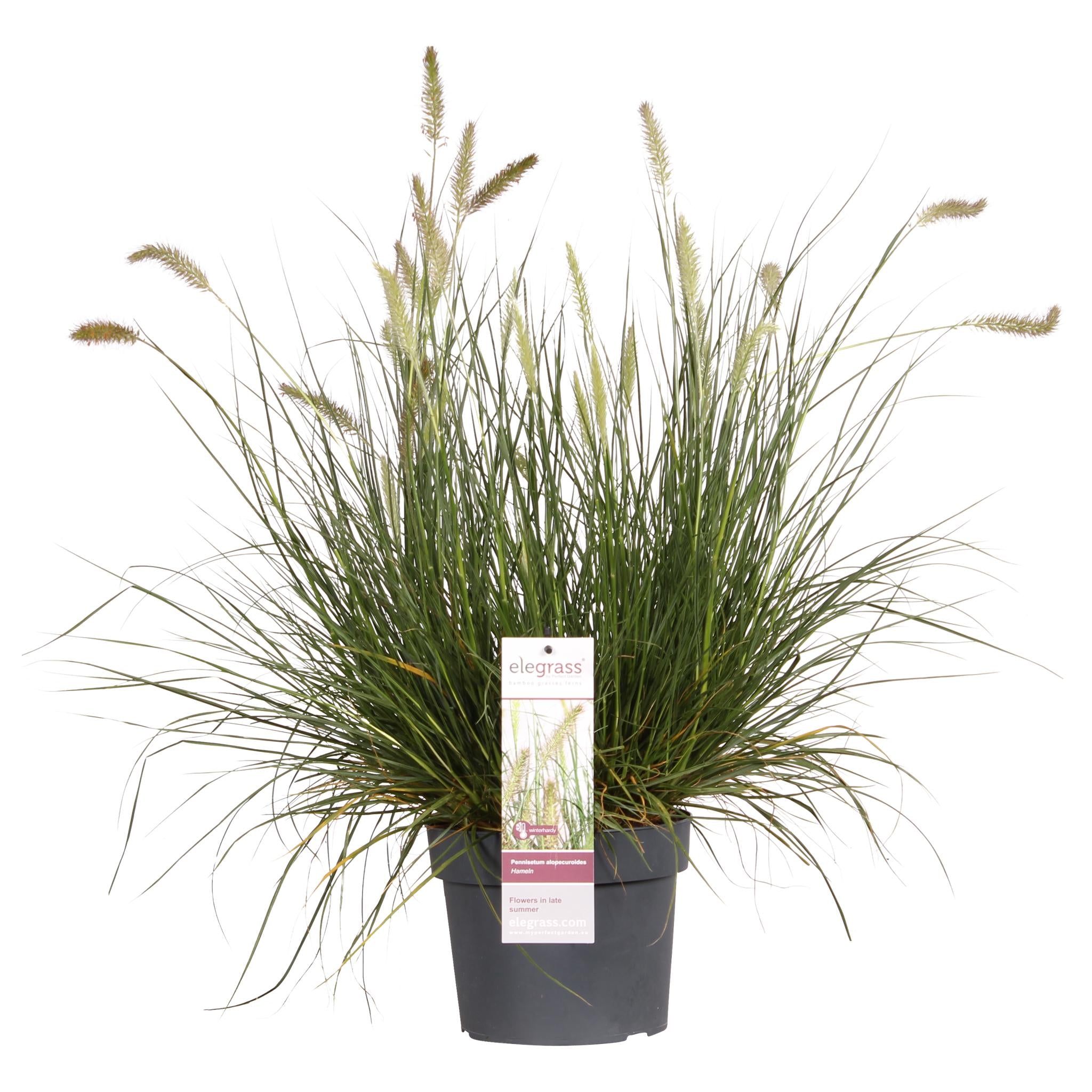 Pennisetum alopecuroides 'Hameln' - Ø19 - ?40cm
