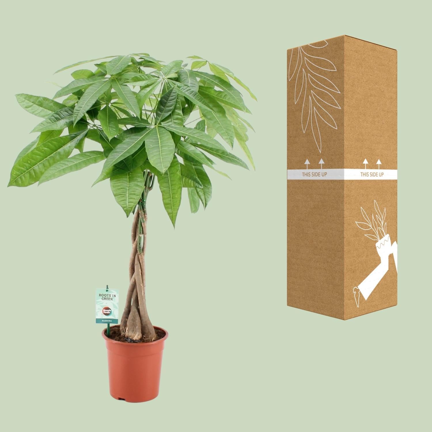 Pachira Aquatica - Ø19cm - ↕80cm