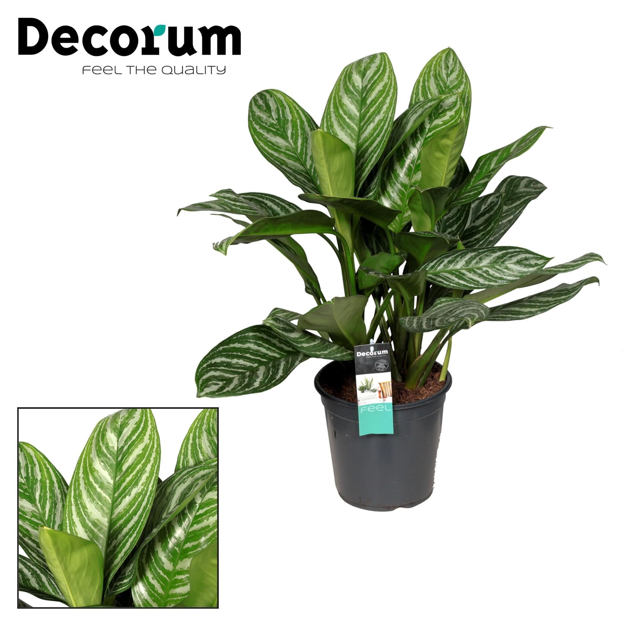 Aglaonema Streifen - Ø21cm - ↕80cm