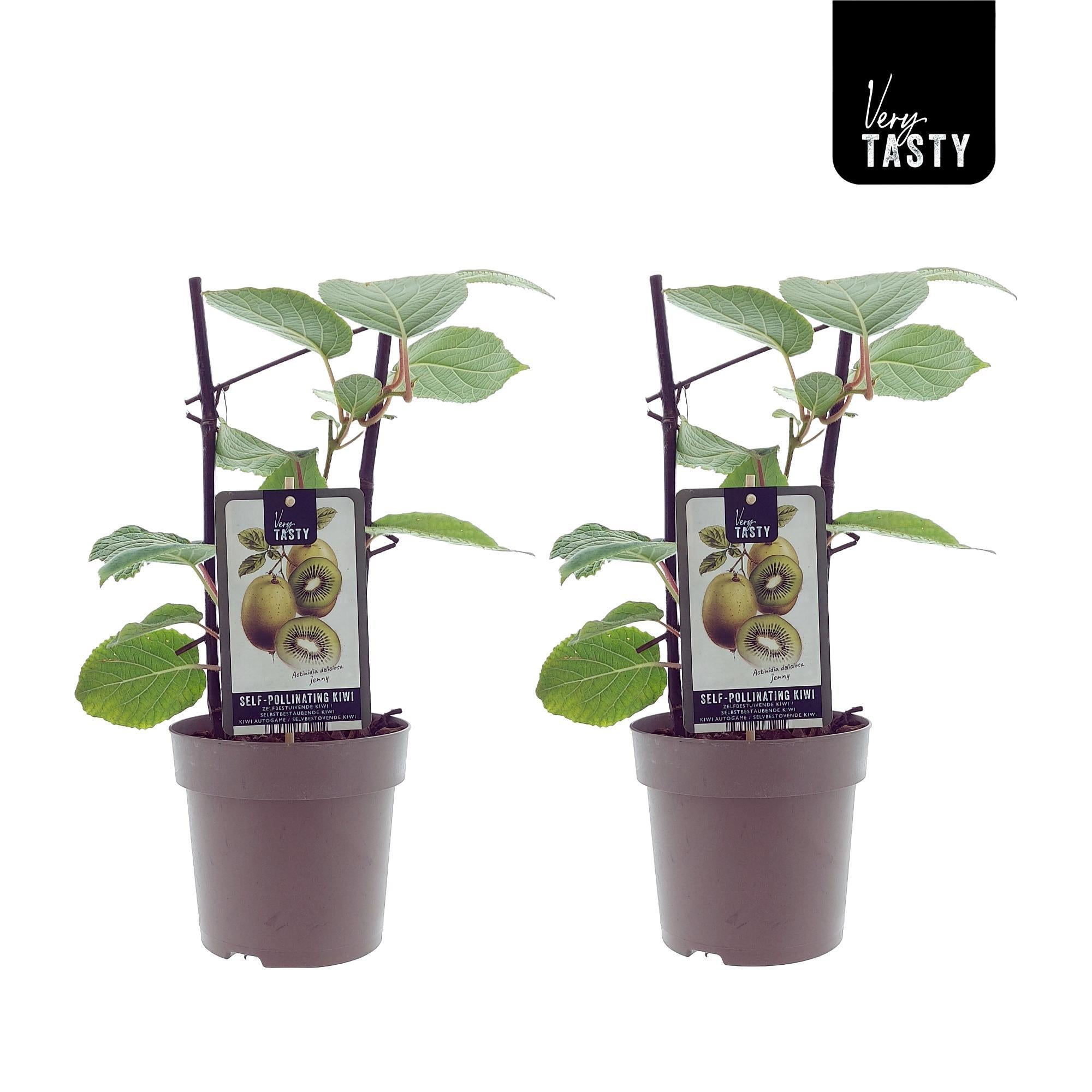 Actinidia Jenny (15007) - 2 stuks - Ø15cm - ↕40cm
