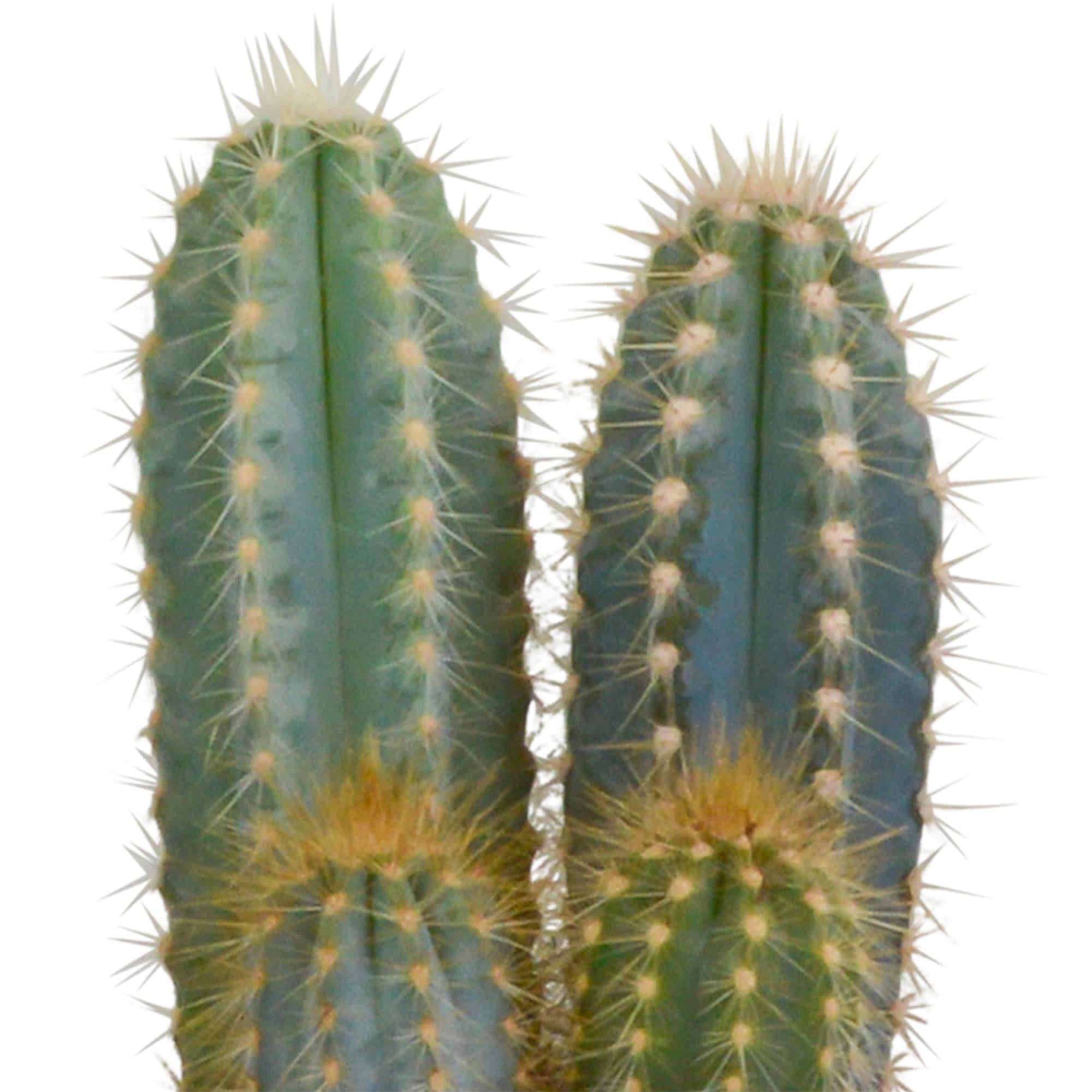 Cactusmix 10,5 cm - 3x - in witte pot