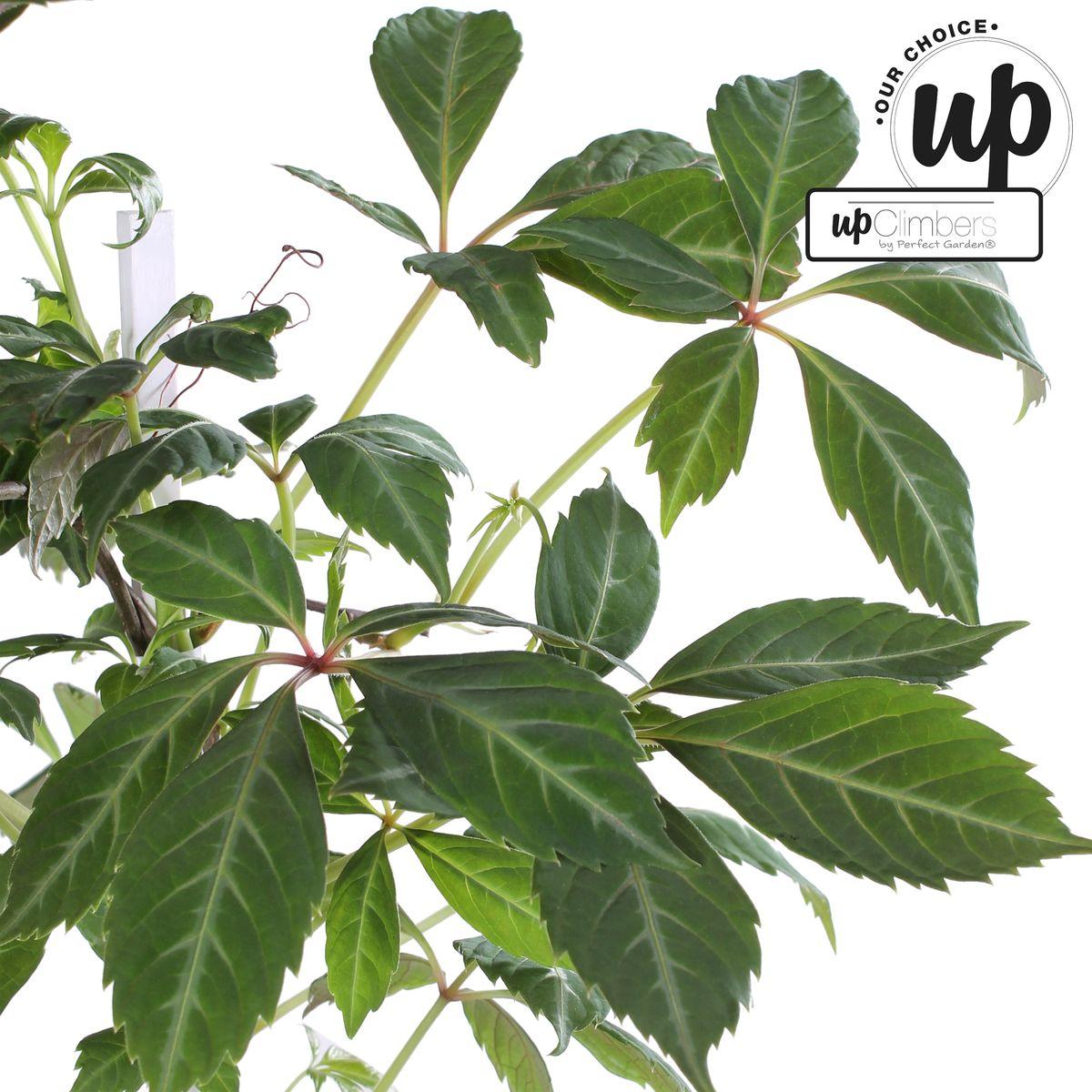 Parthenocissus henryana - Chinese Wilde Wingerd