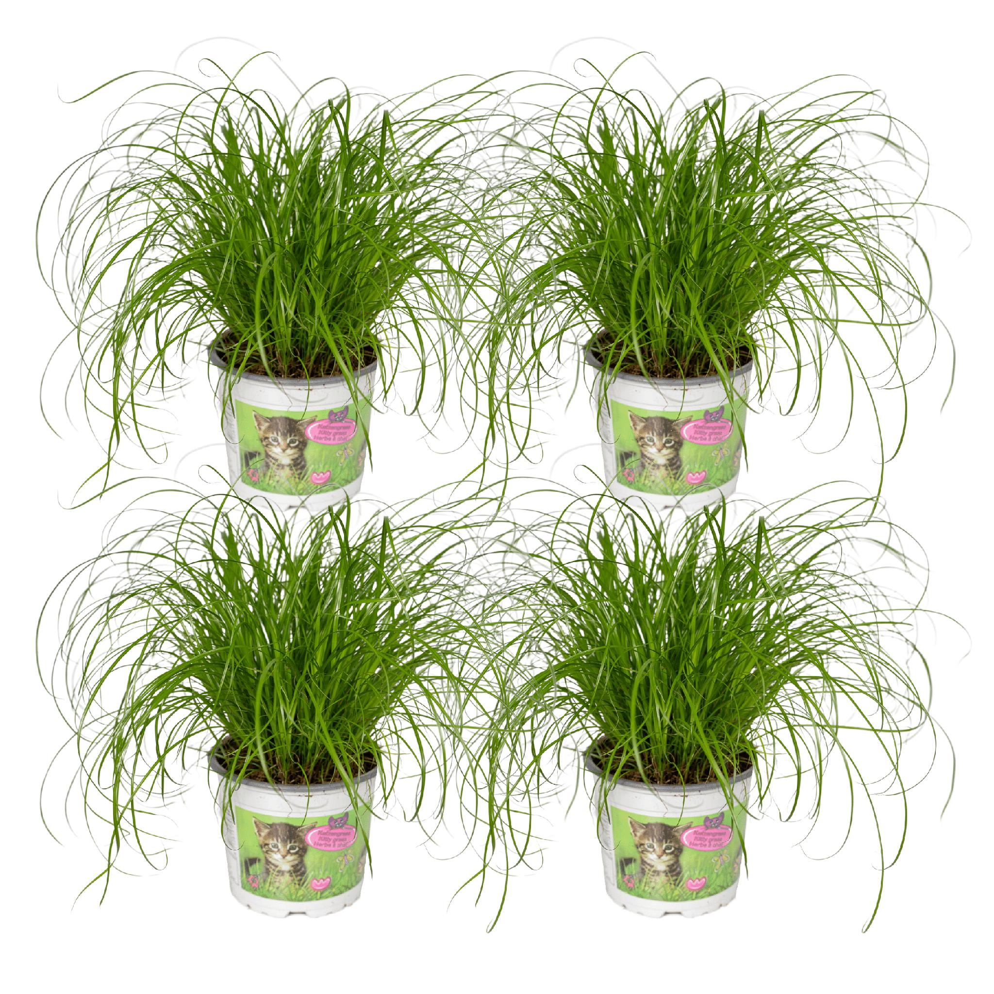 Cyperus Alternifolius (Kattengras) - 4 stuks - Ø12cm - ↕20cm