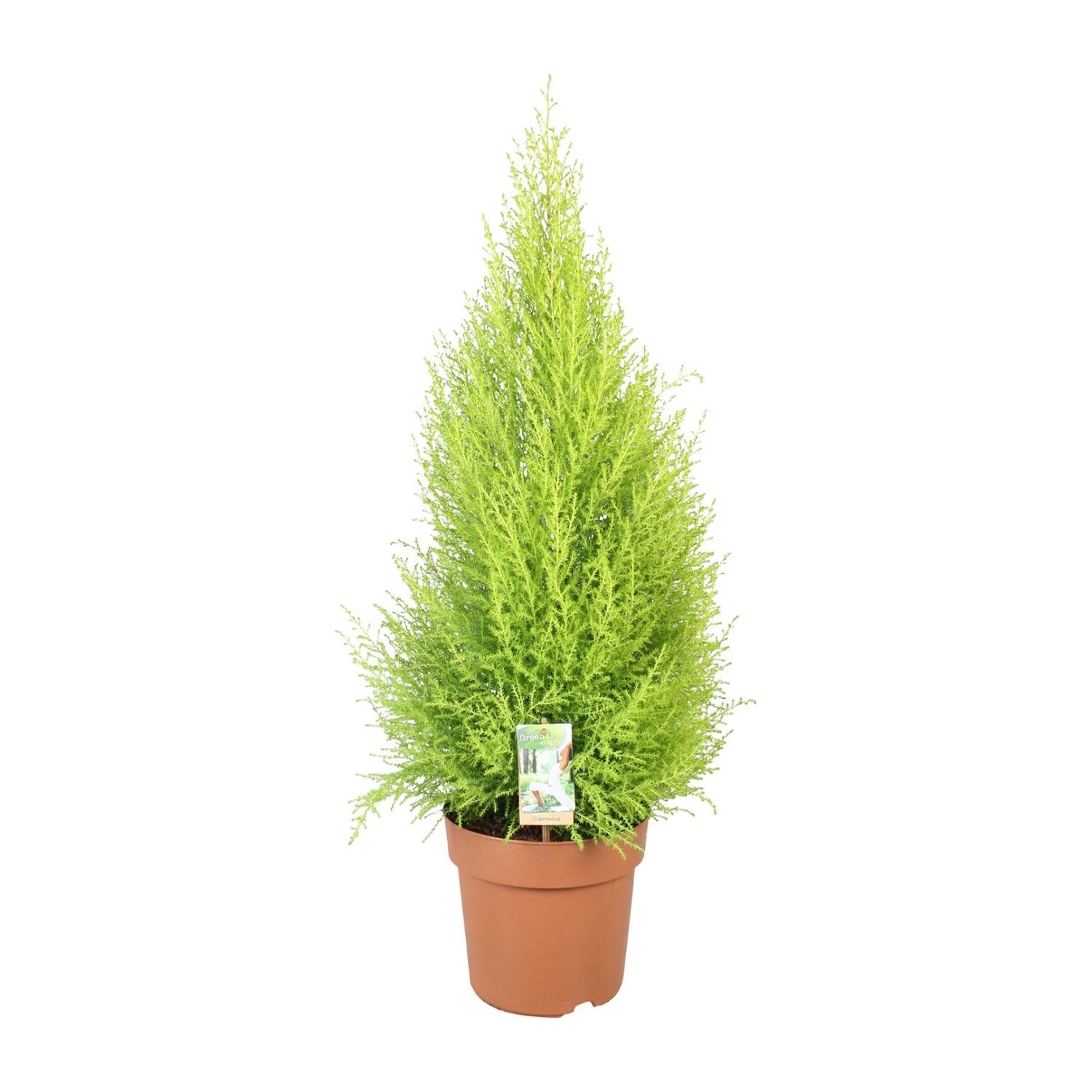 Cupressus Goudhaantje Wilma - Ø21cm - ↕90cm