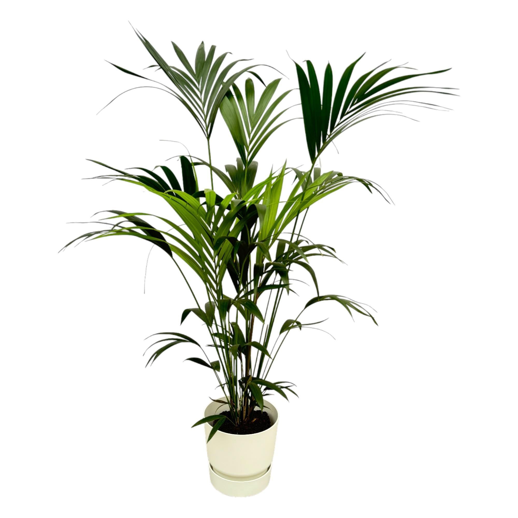 Kentiapalm inclusief elho Greenville Rond wit - 160cm - Ø30