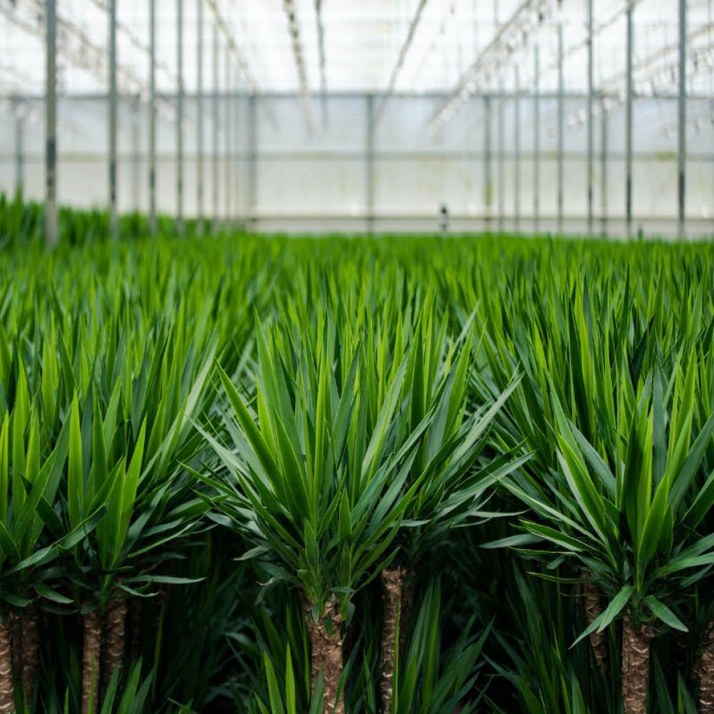 2x Yucca - ?90cm - Ø17cm