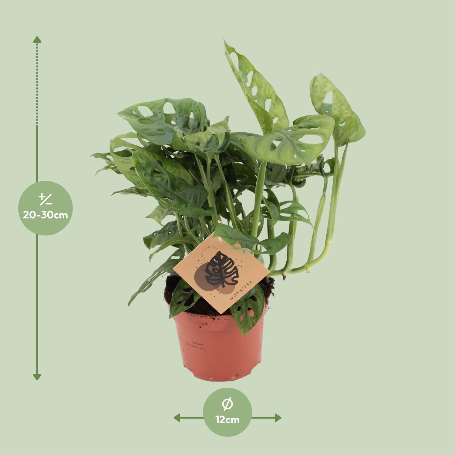 Monstera Aap - Ø12cm - ↕30cm