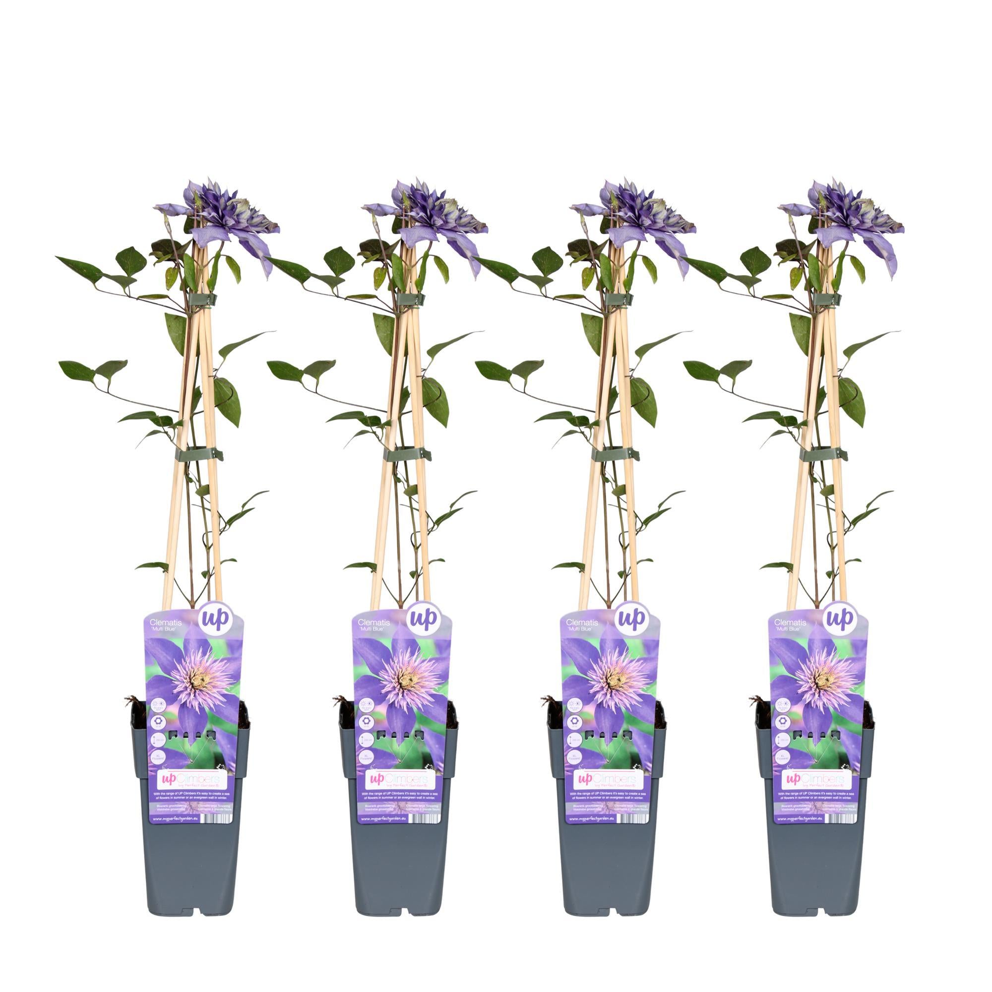 4x - Clematis Multi Blauw - ?65cm - Ø15