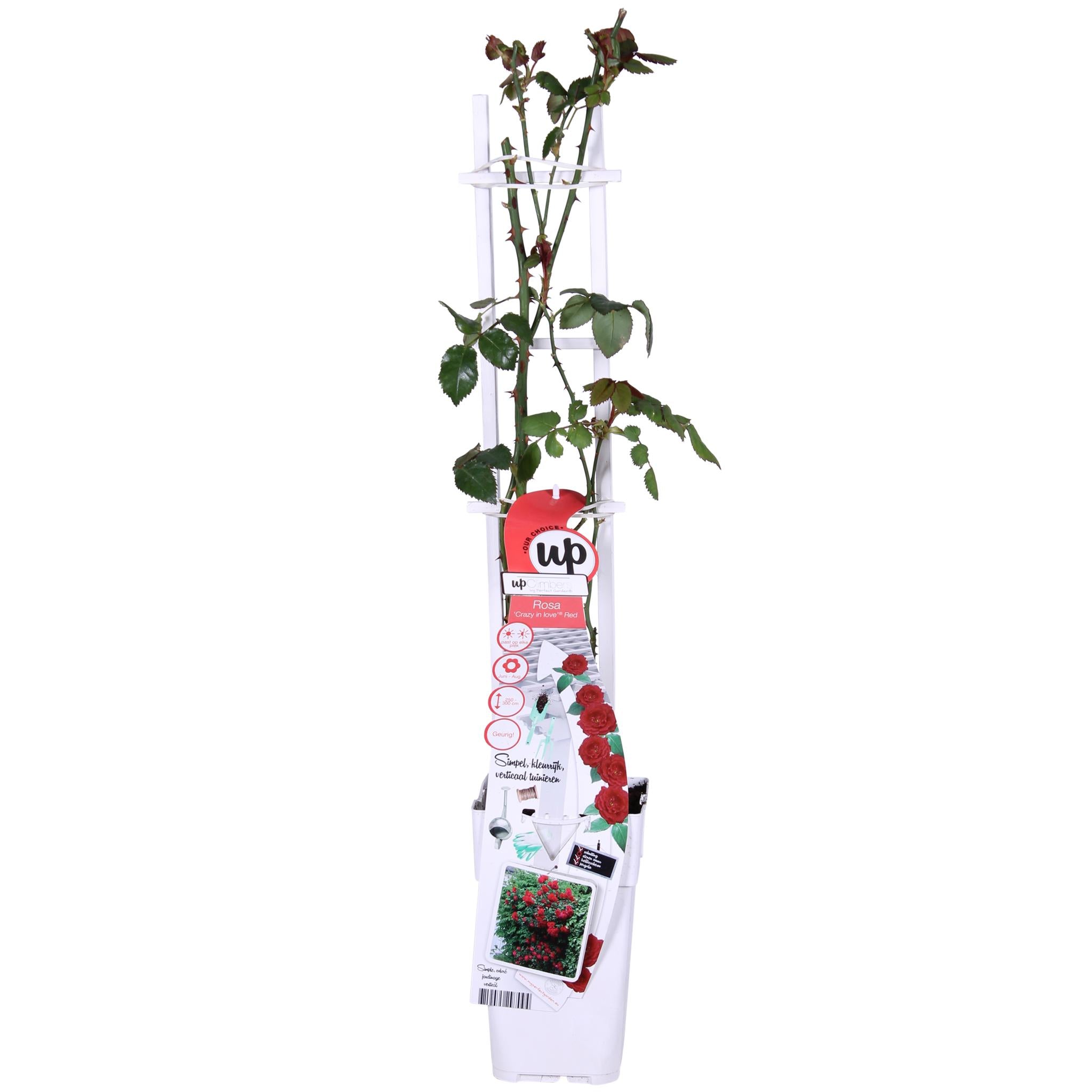 3x - Rosa Crazy in love 'Rood' - ?65cm - Ø15