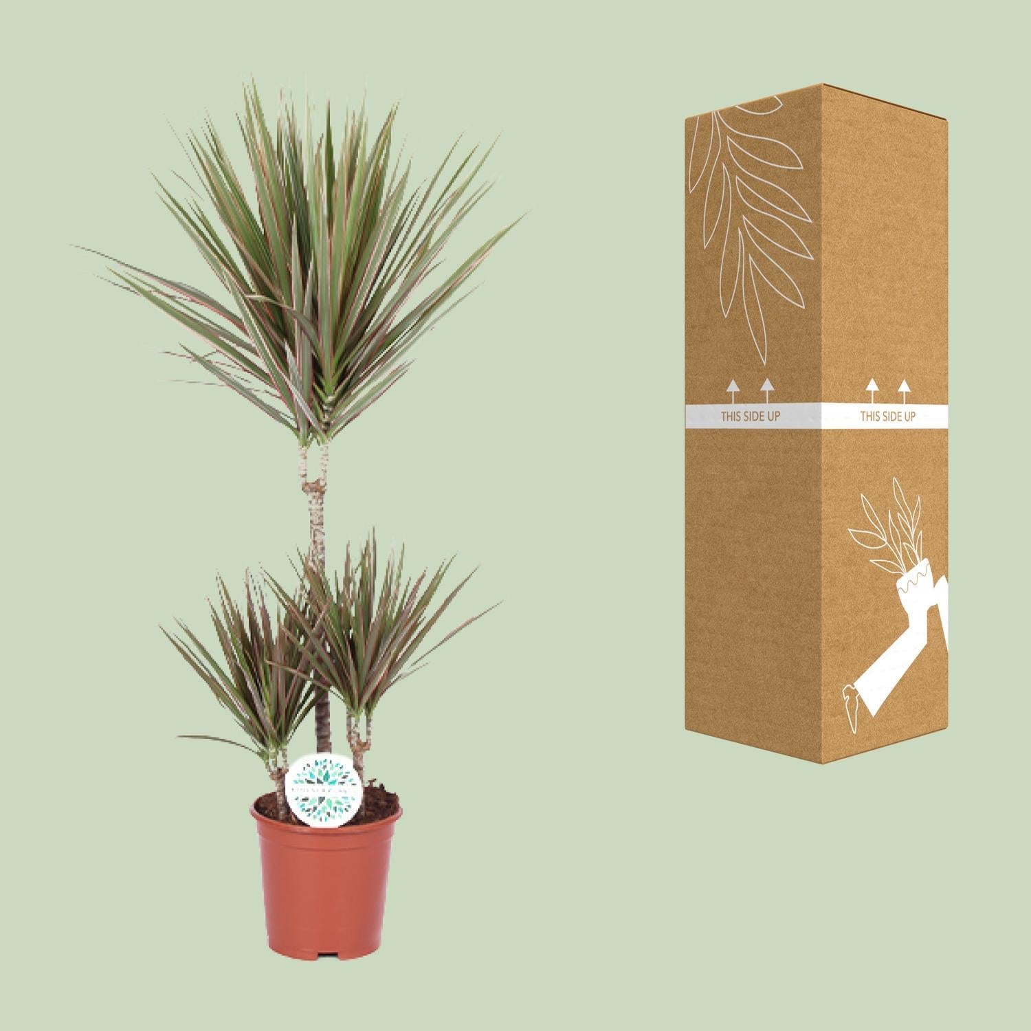 Dracaena Tweekleurig - Ø21cm - ↕95cm