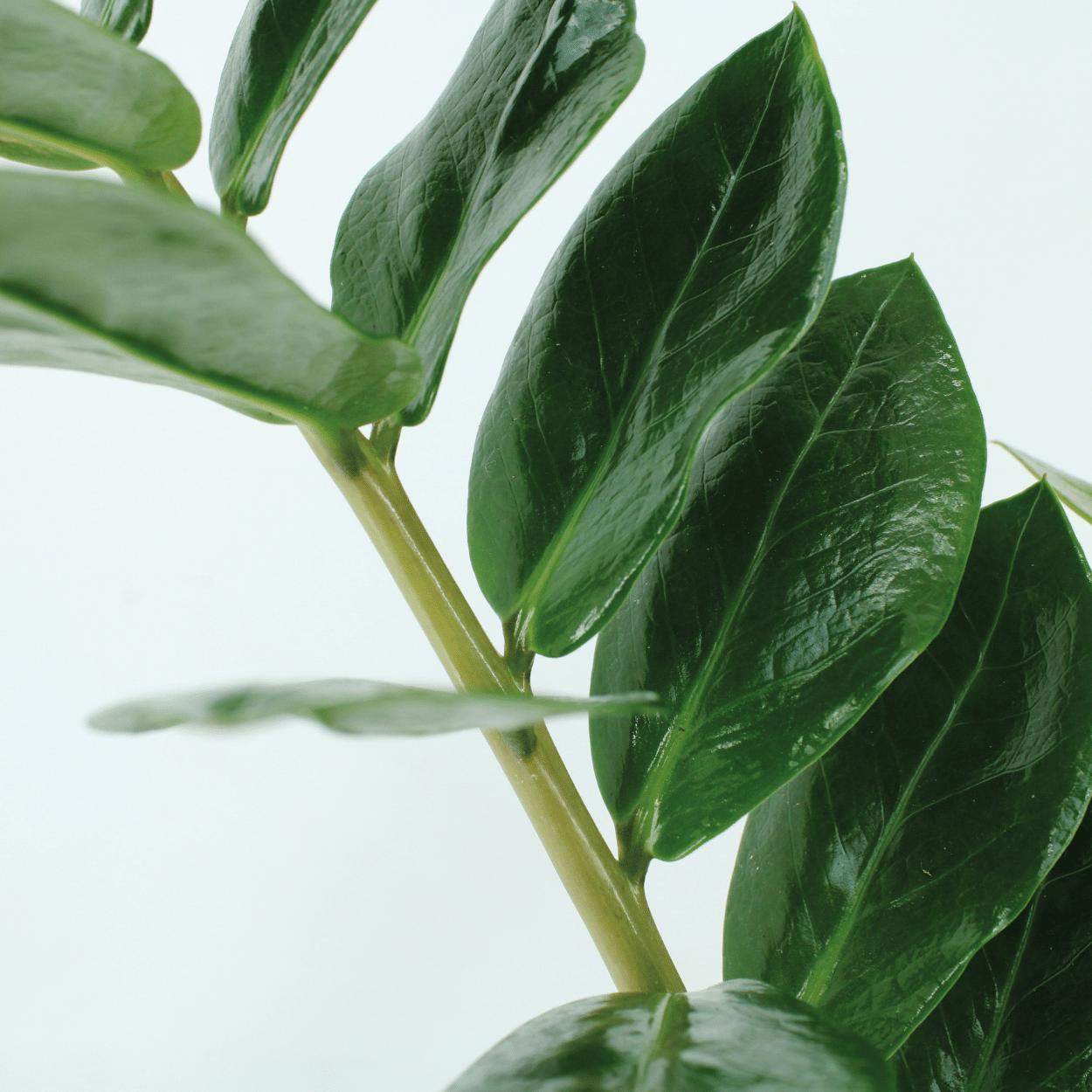 2x Zamioculcas Zamiifolia - Smaragdpalm - 50cm - ø14