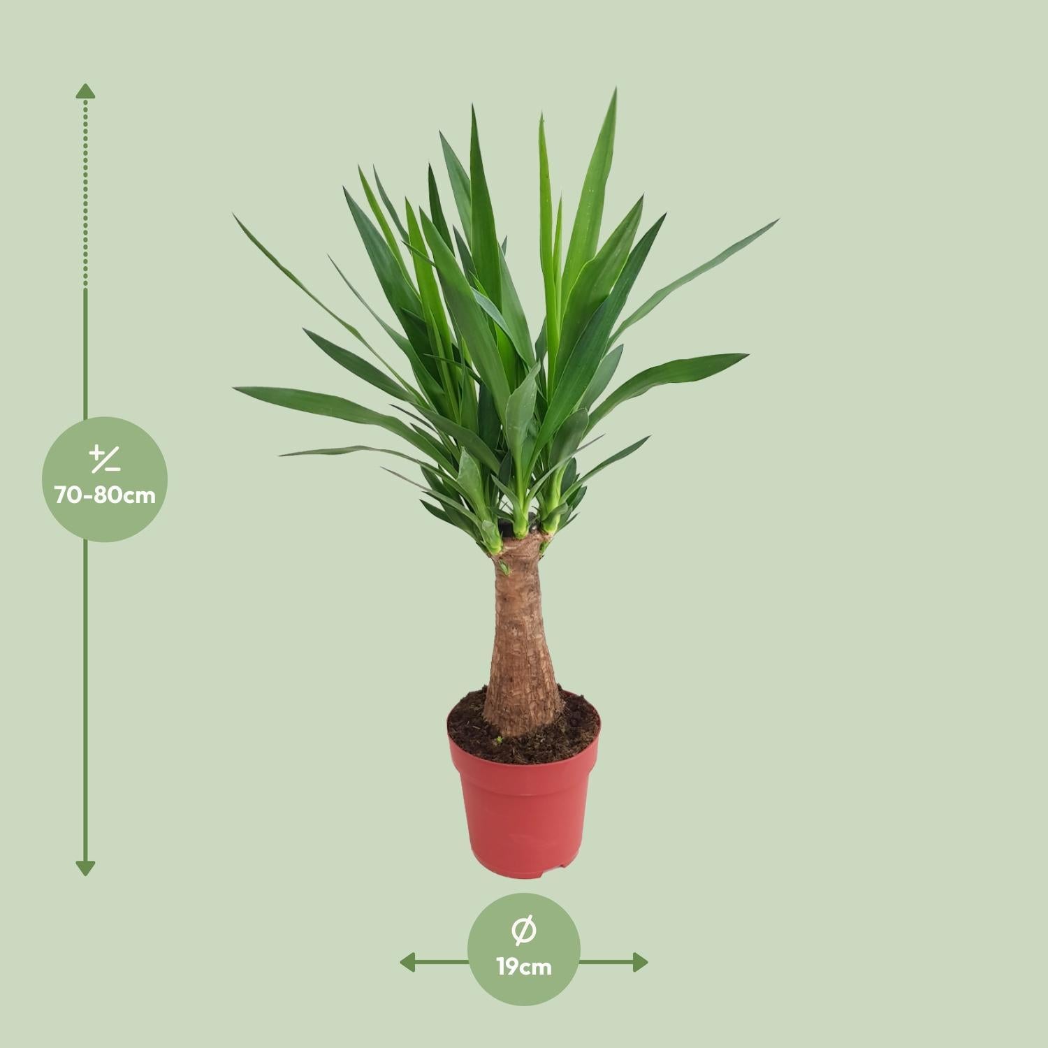 Yucca "Maya Boom" 30stam P19 - Ø19cm - ↕80cm