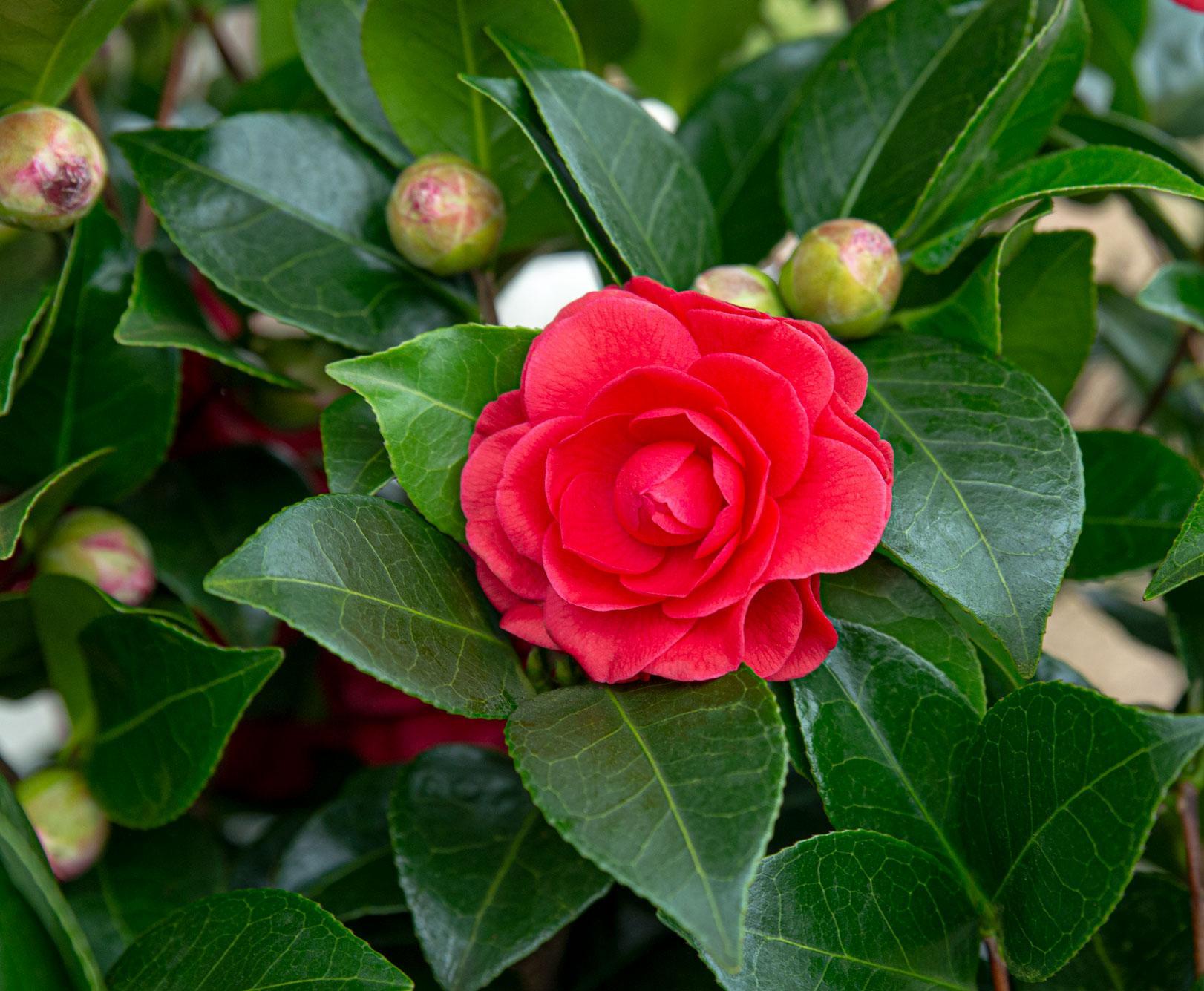 Camellia Japans 'Black Lace' - ?65cm - Ø19cm