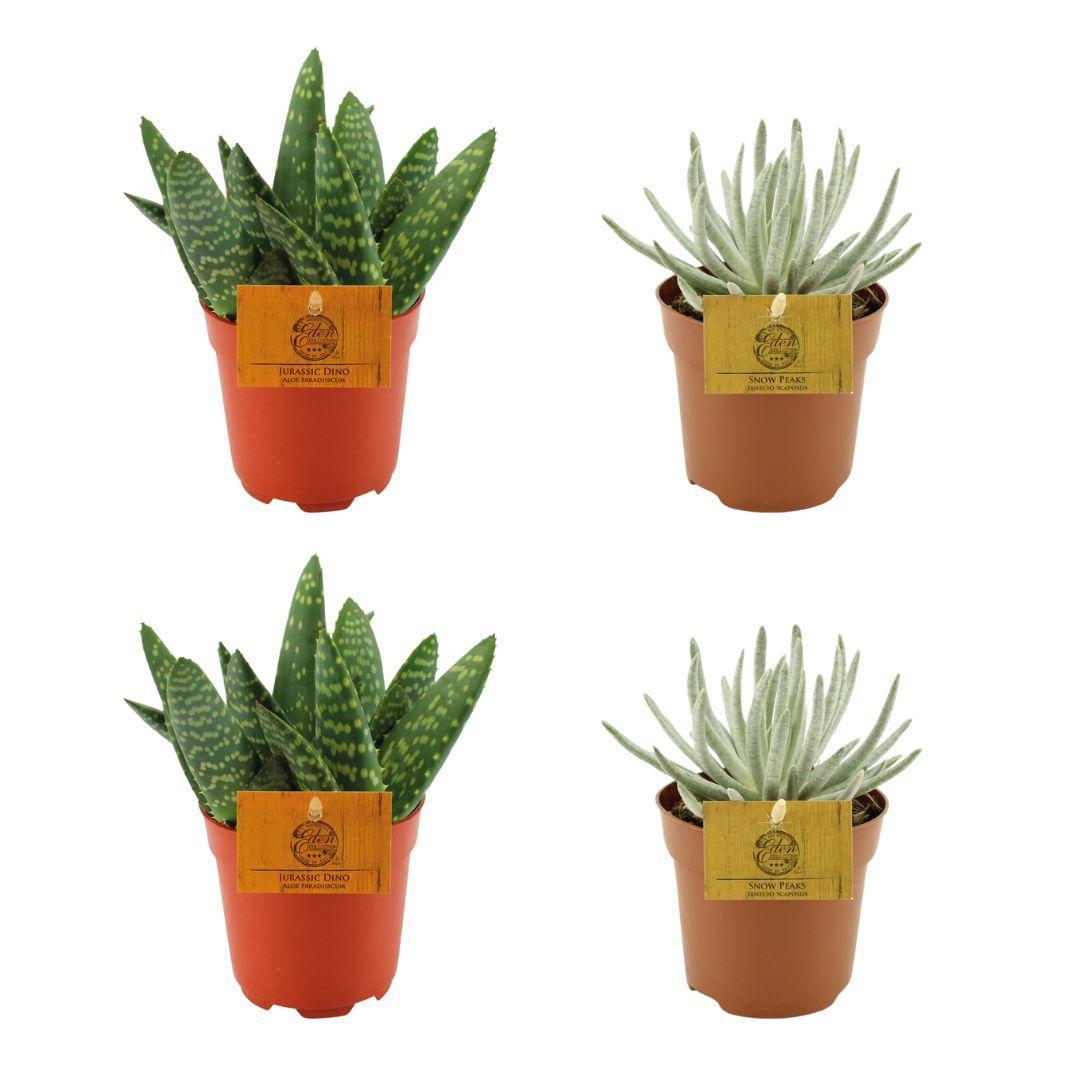 2x Aloe Paradisicum + 2x Senecio Scaposus - 4 stuks - Ø10,5cm - ↕10cm