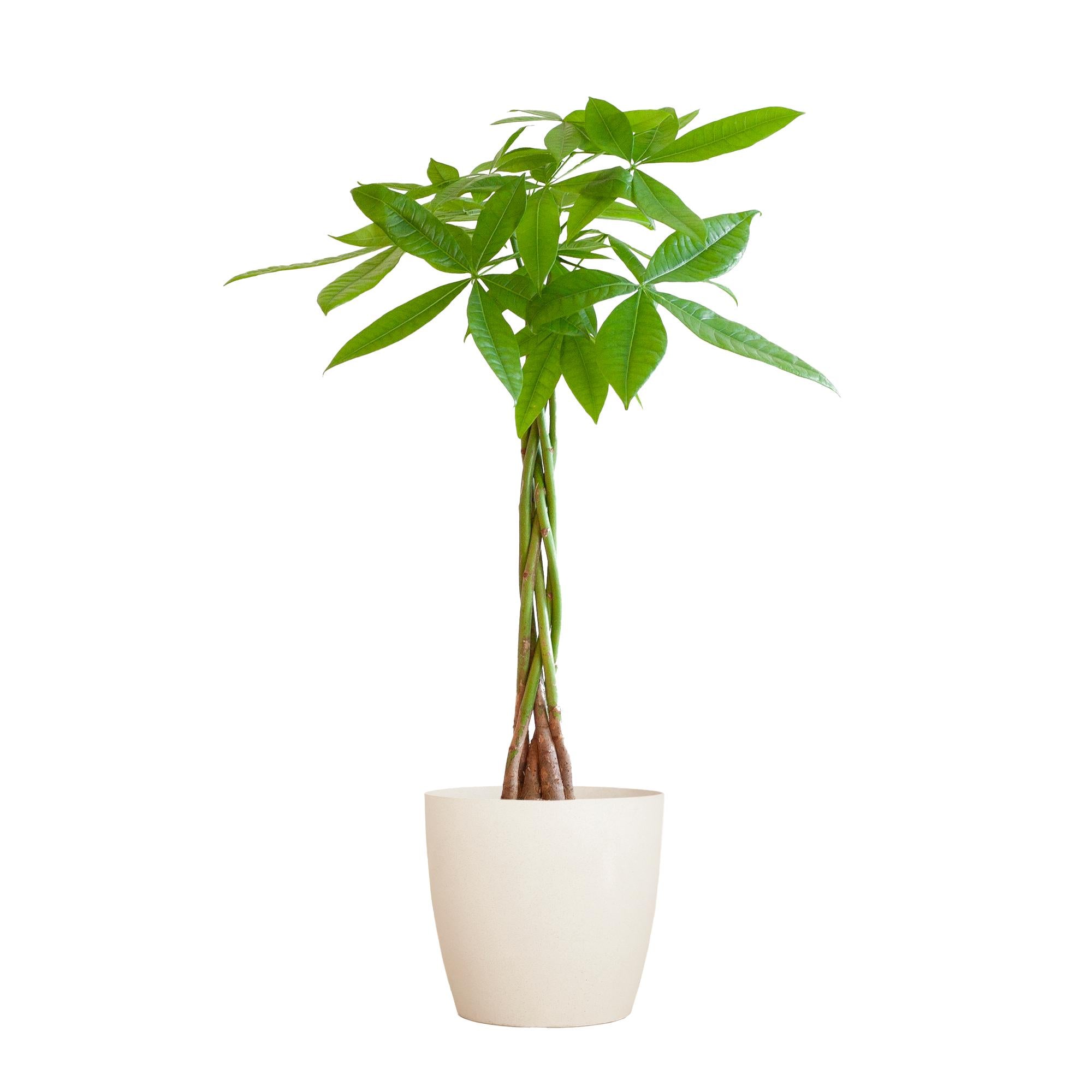 Pachira Aquatica mit Viber weiß - 80cm - Ø21