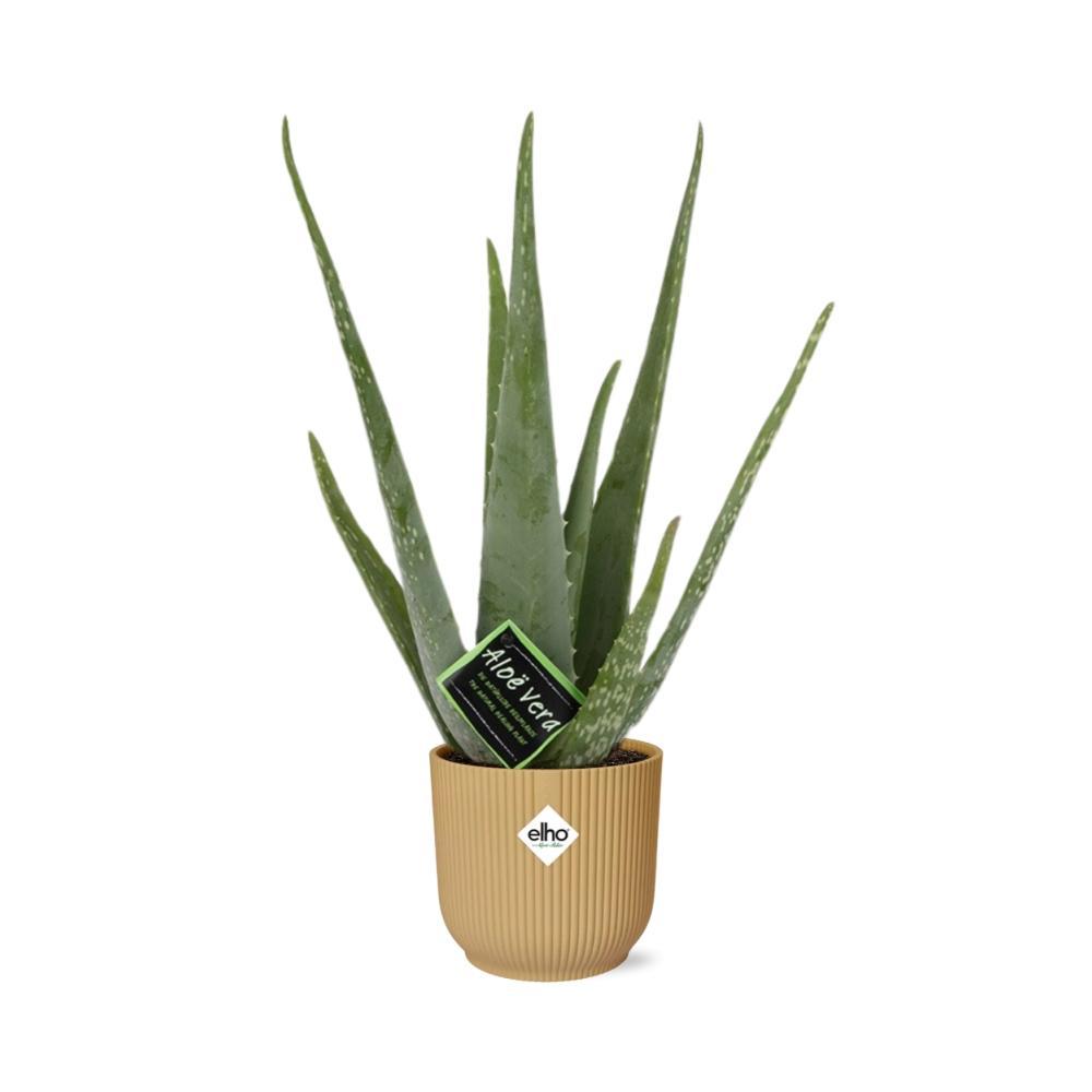 Aloë Vera 12cm in ELHO Vibes Fold 14cm geel