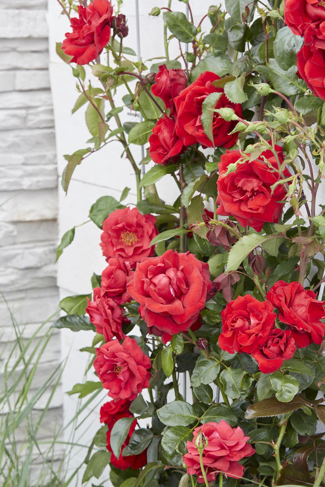 3x - Rosa Crazy in love 'Rood' - ?65cm - Ø15