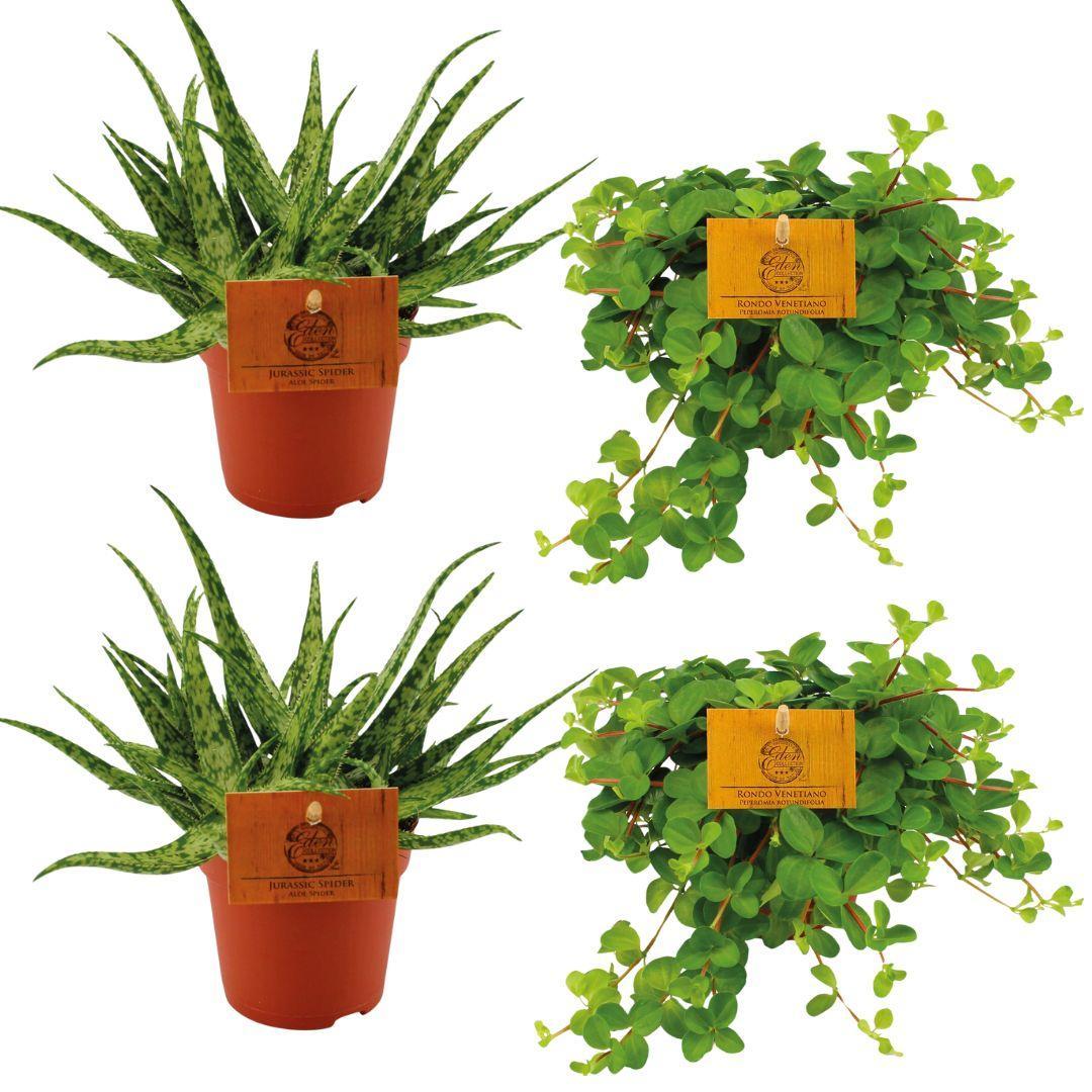 2x Aloë Spin + 2x Peperomia Rotundifolia - 4 stuks - Ø10,5cm - ↕10cm