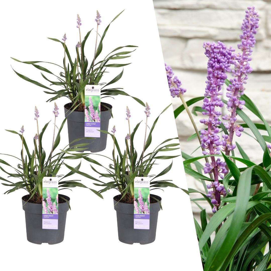 3 x Liriope muscari 'Ingwersen' - Ø 14 cm - ? 25 cm