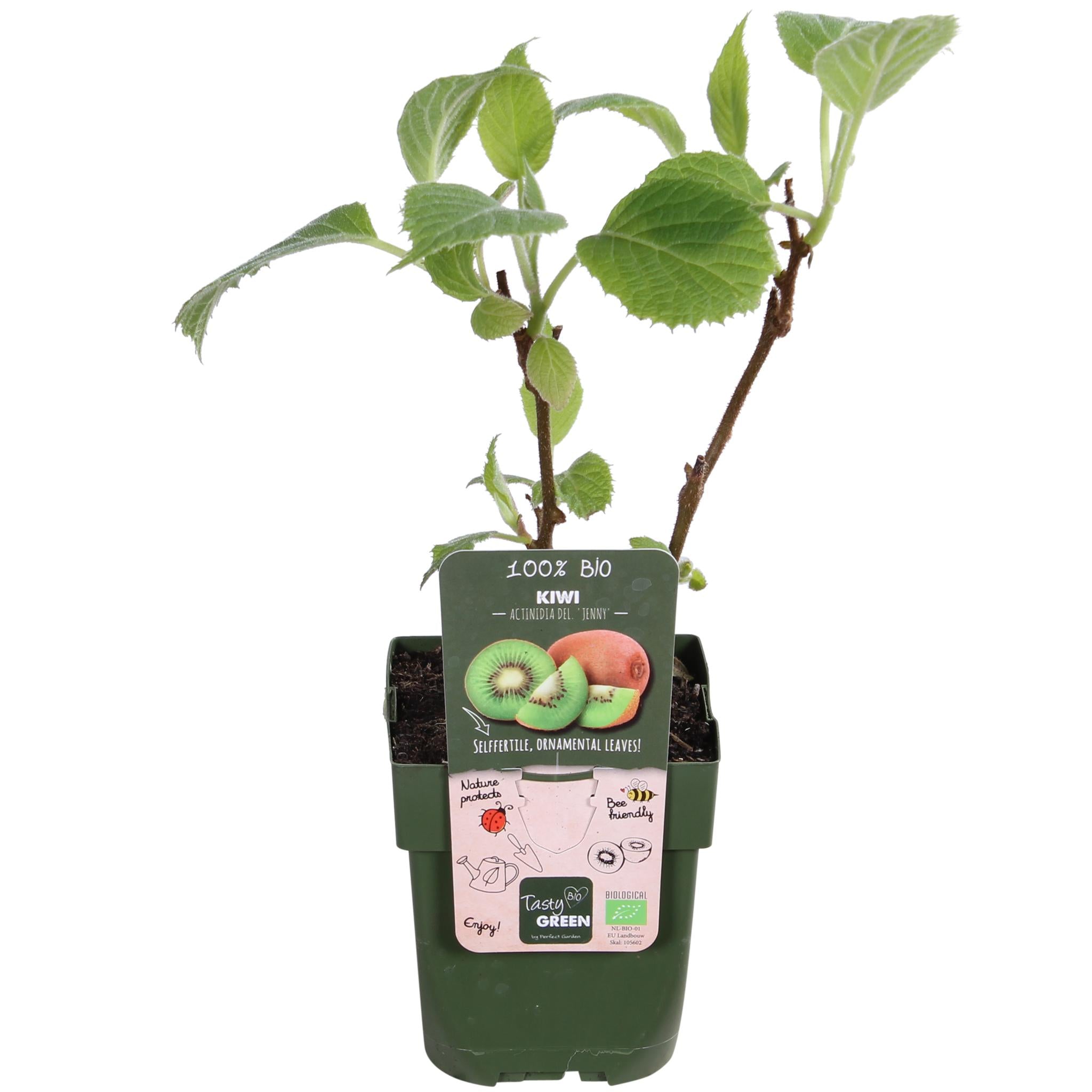 Actinidia delciosioa 'Jenny' - Kiwi