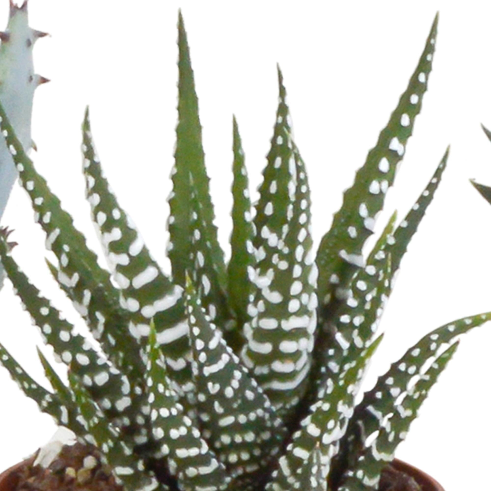 Gasteria/Haworthia mix 5,5cm - 5x - in terracotta pot