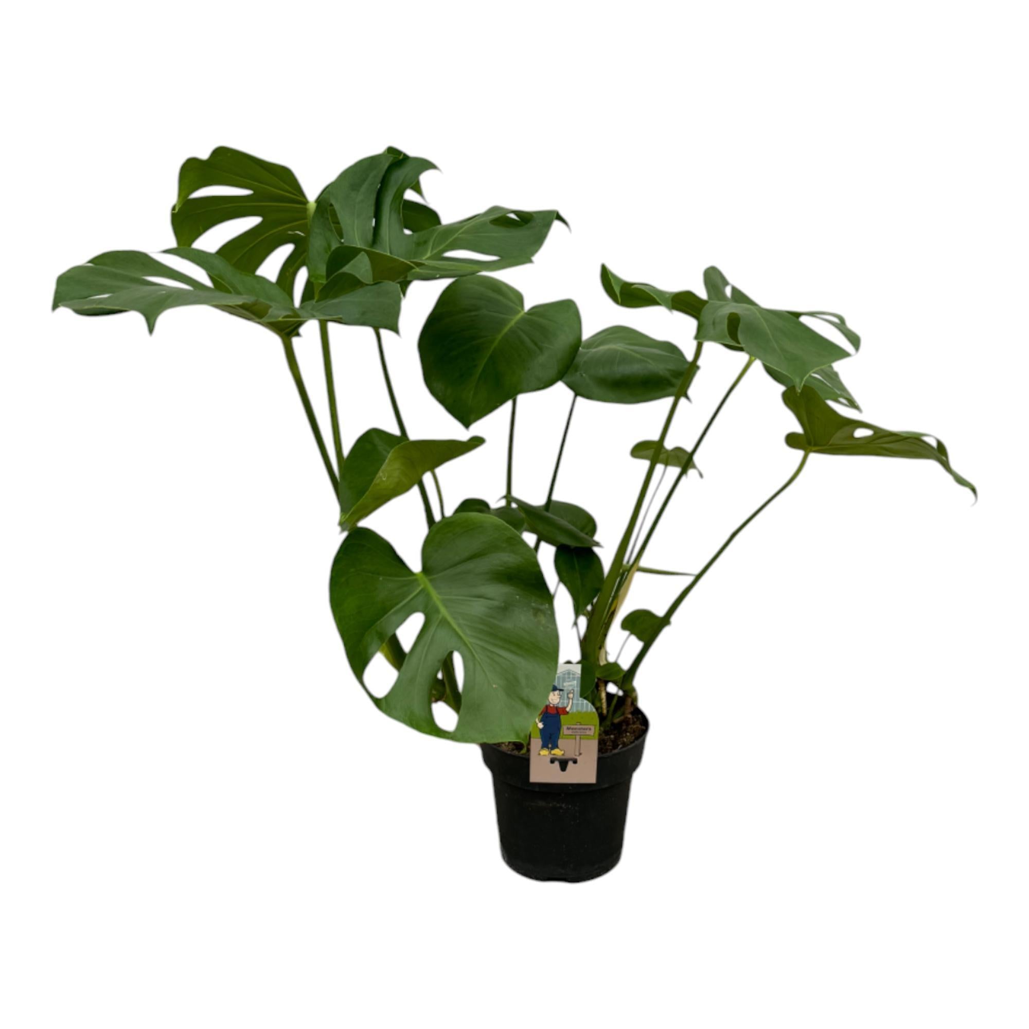 Monstera Deliciosa - 75 cm - 21 cm