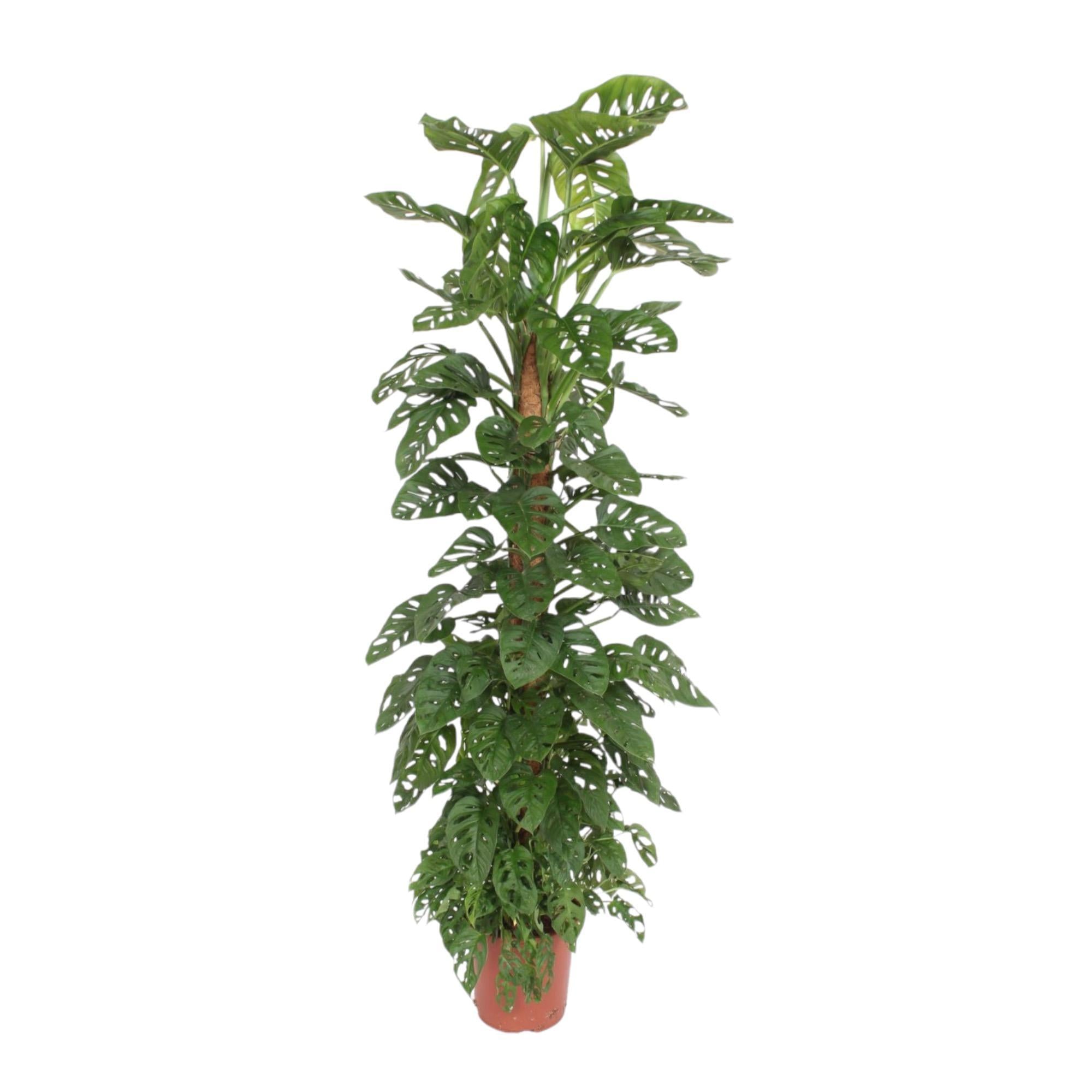 Monstera Monkey Leaf-mosstok - 180 cm - ø27