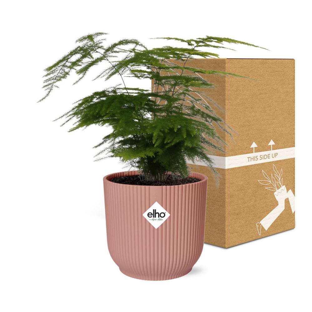 Asparagus Setaceus 'Plumosus' in ELHO Vibes Fold 14cm roze
