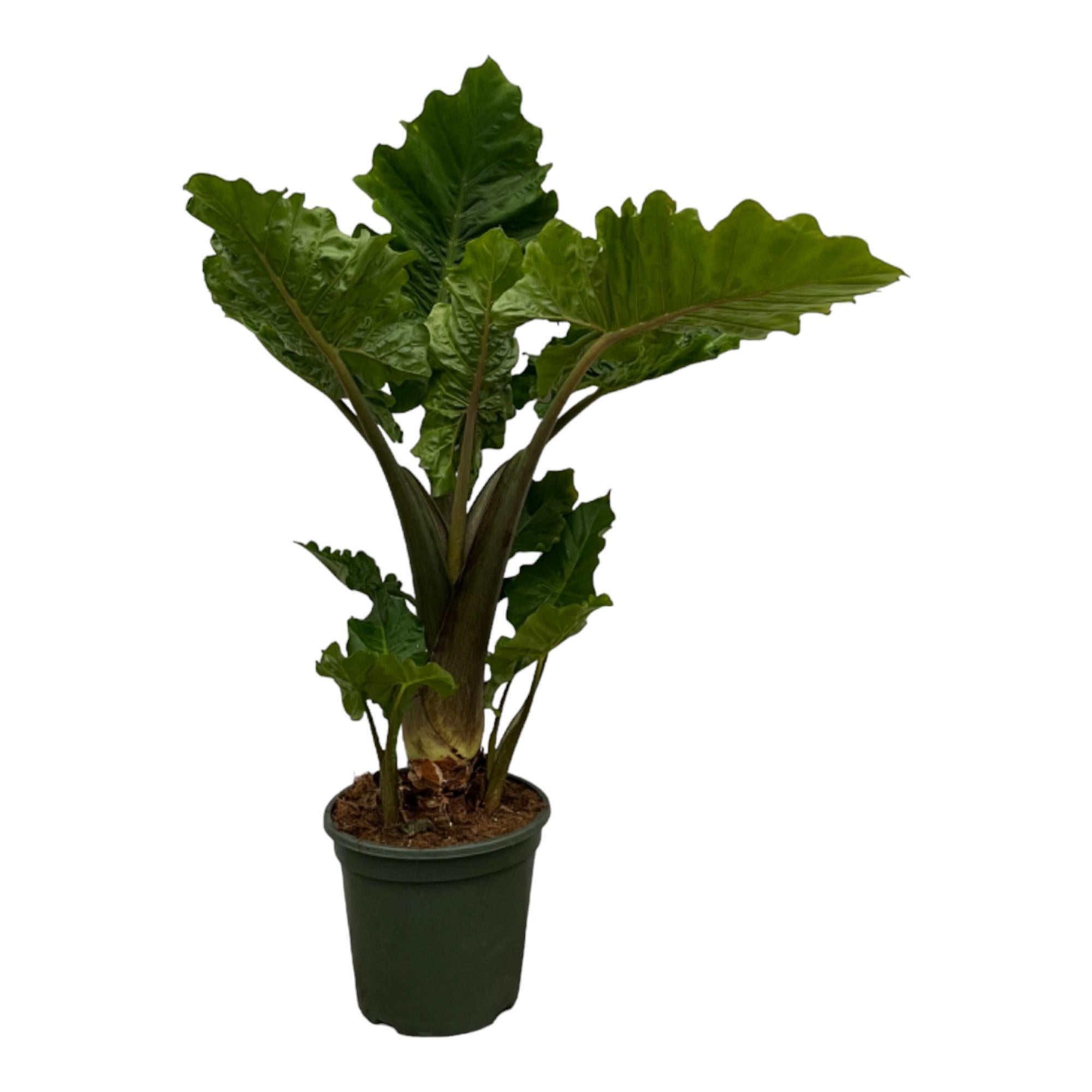 Alocasia Low Raider - 75 cm - Ø26 cm