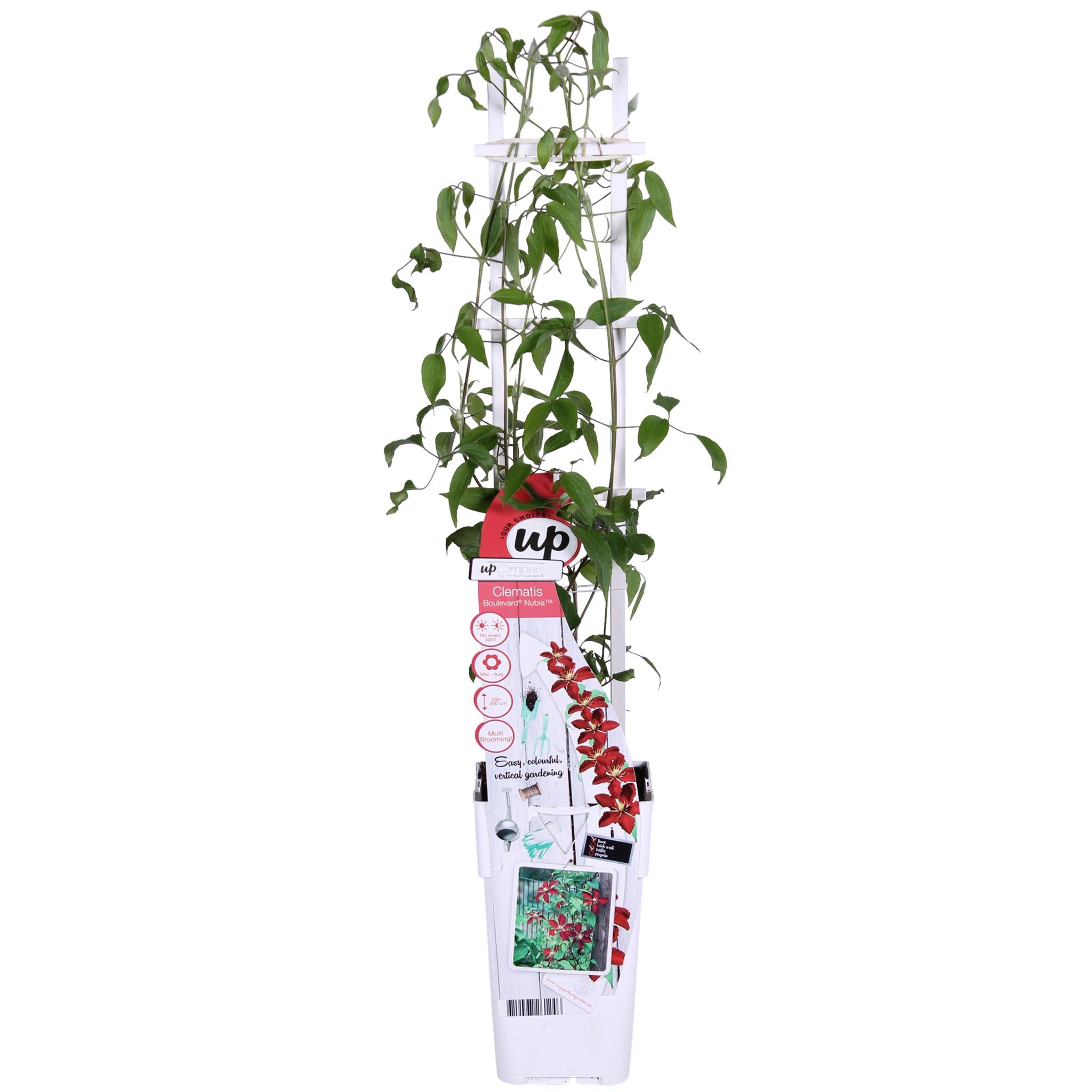 Clematis Nubia - Clematis Evison Rood - Ø15 - ?65cm