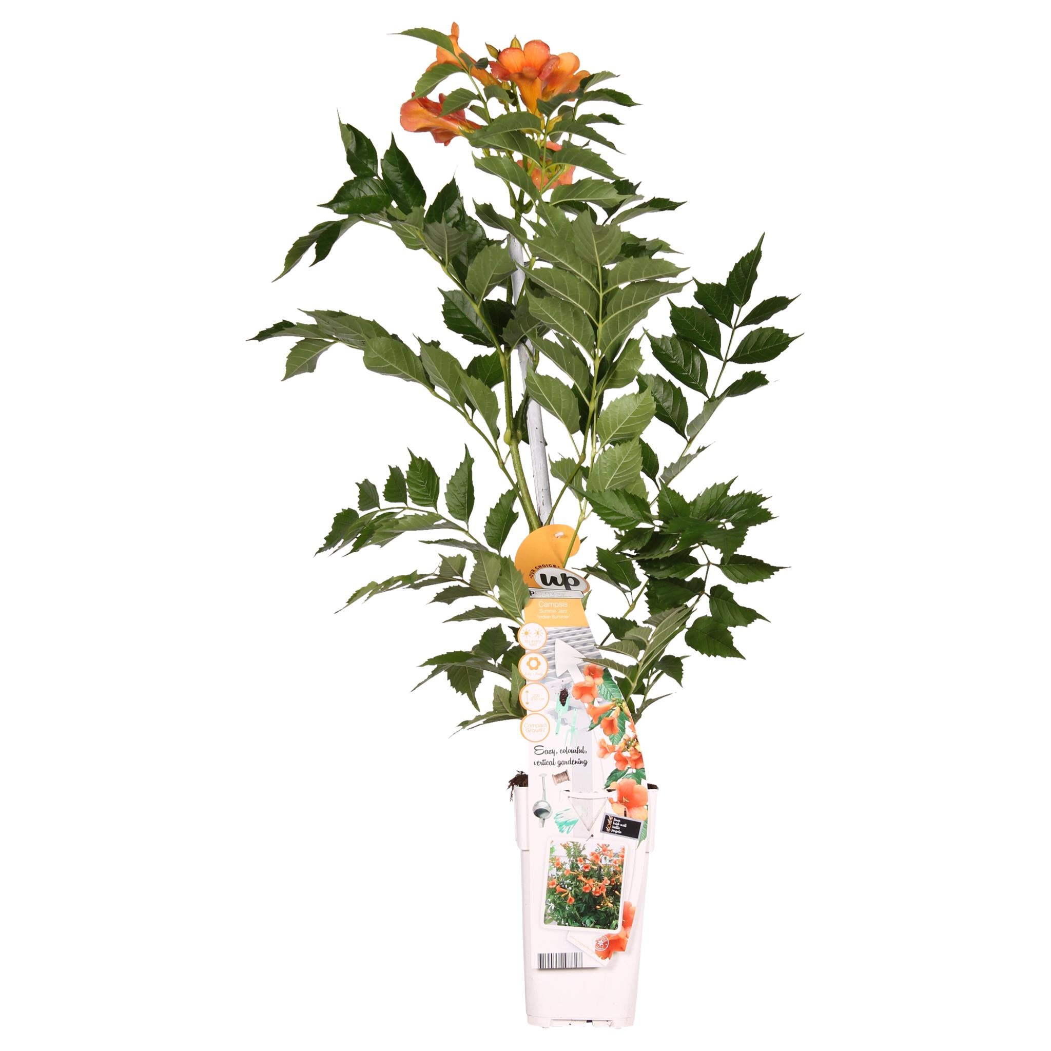 Campsis Indian Summer - Trompetbloem Oranje - Ø15 - ?65cm