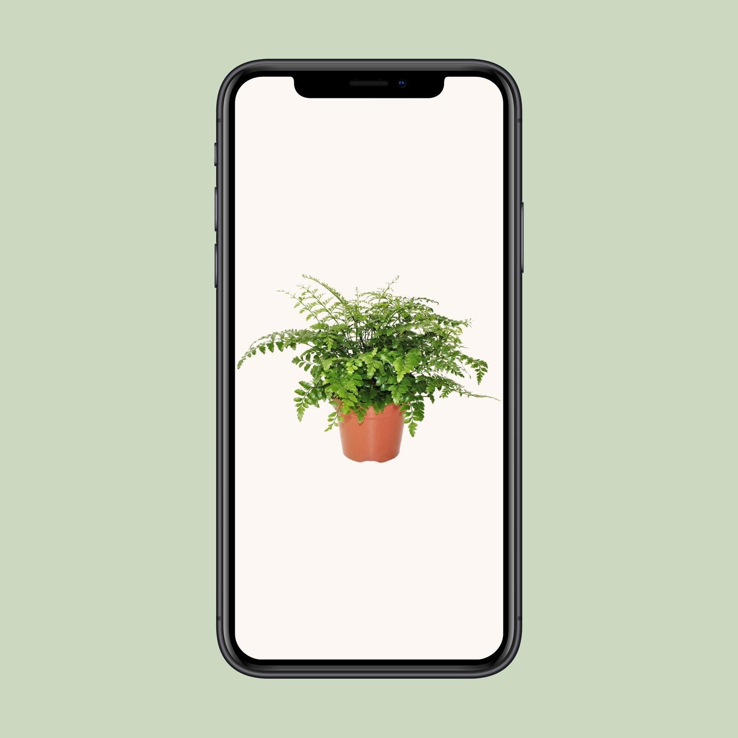Asplenium Parvati Ø17cm - ↕30cm