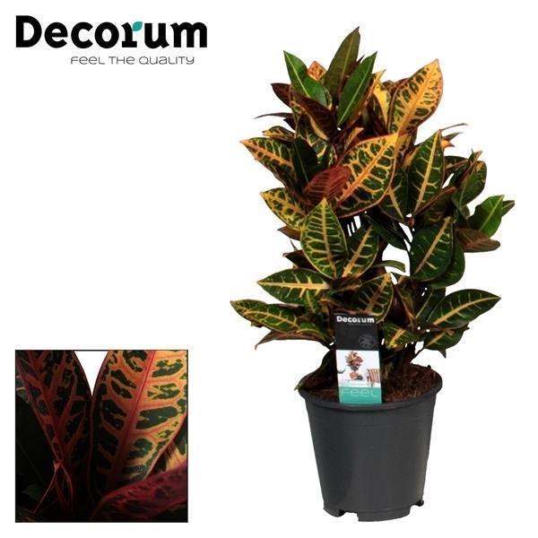 Croton Petra - Ø17cm - ↕55cm