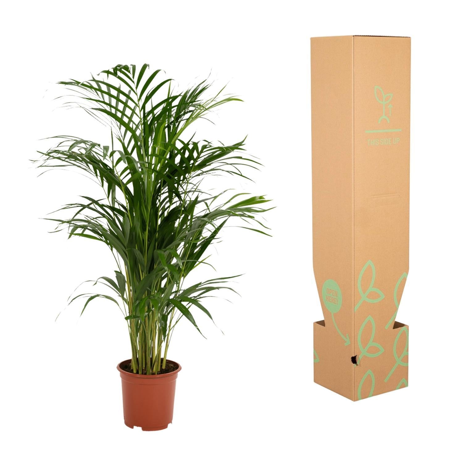 Arecapalm - Ø19cm - ↕85cm