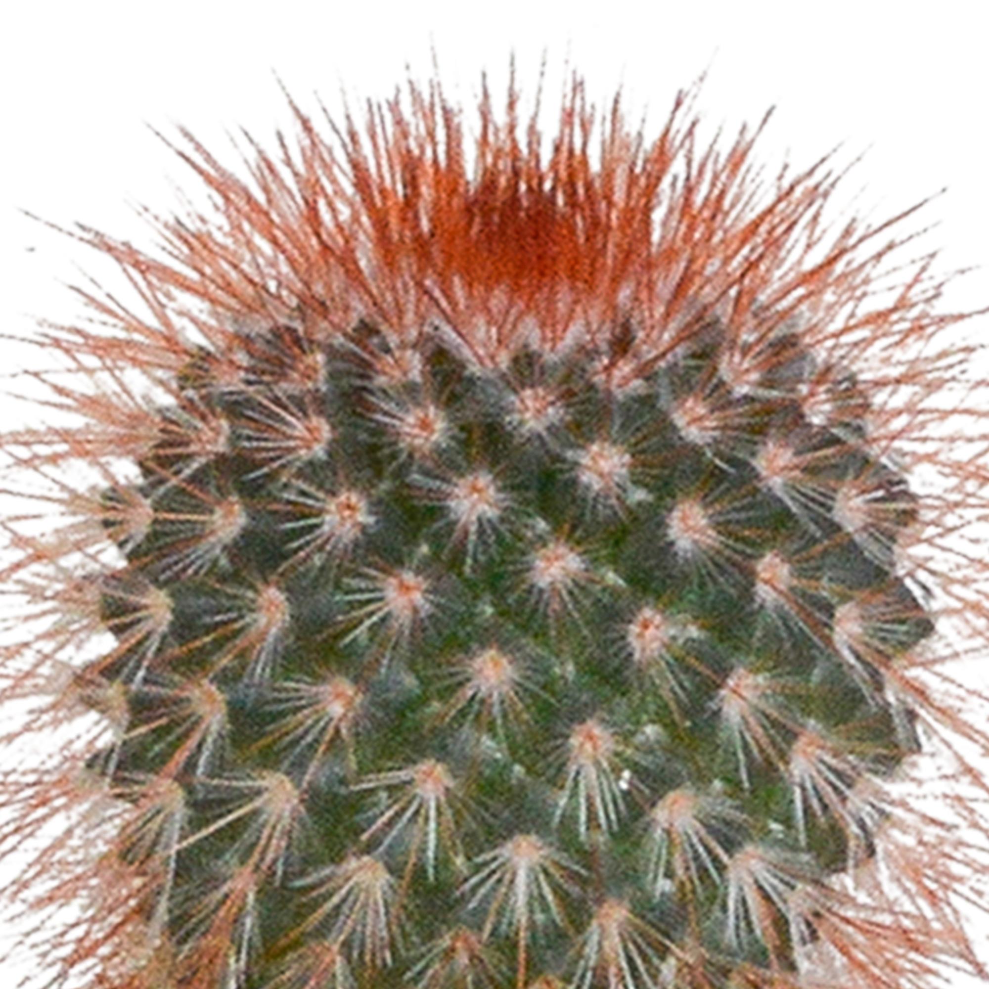 Kaktusmischung 5,5 cm - 5x - im weißen Topf