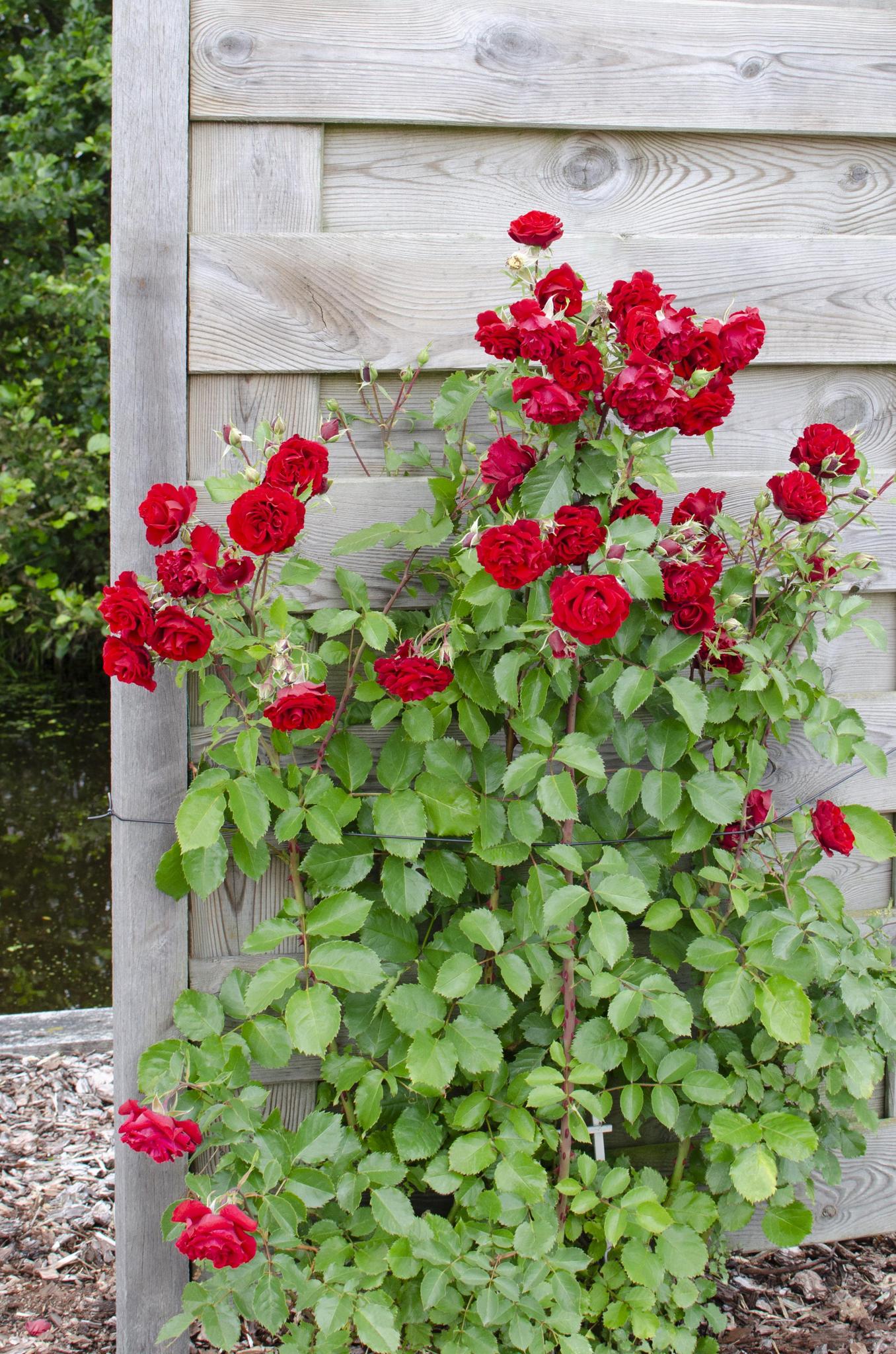 3x - Rosa Crazy in love 'Rood' - ?65cm - Ø15