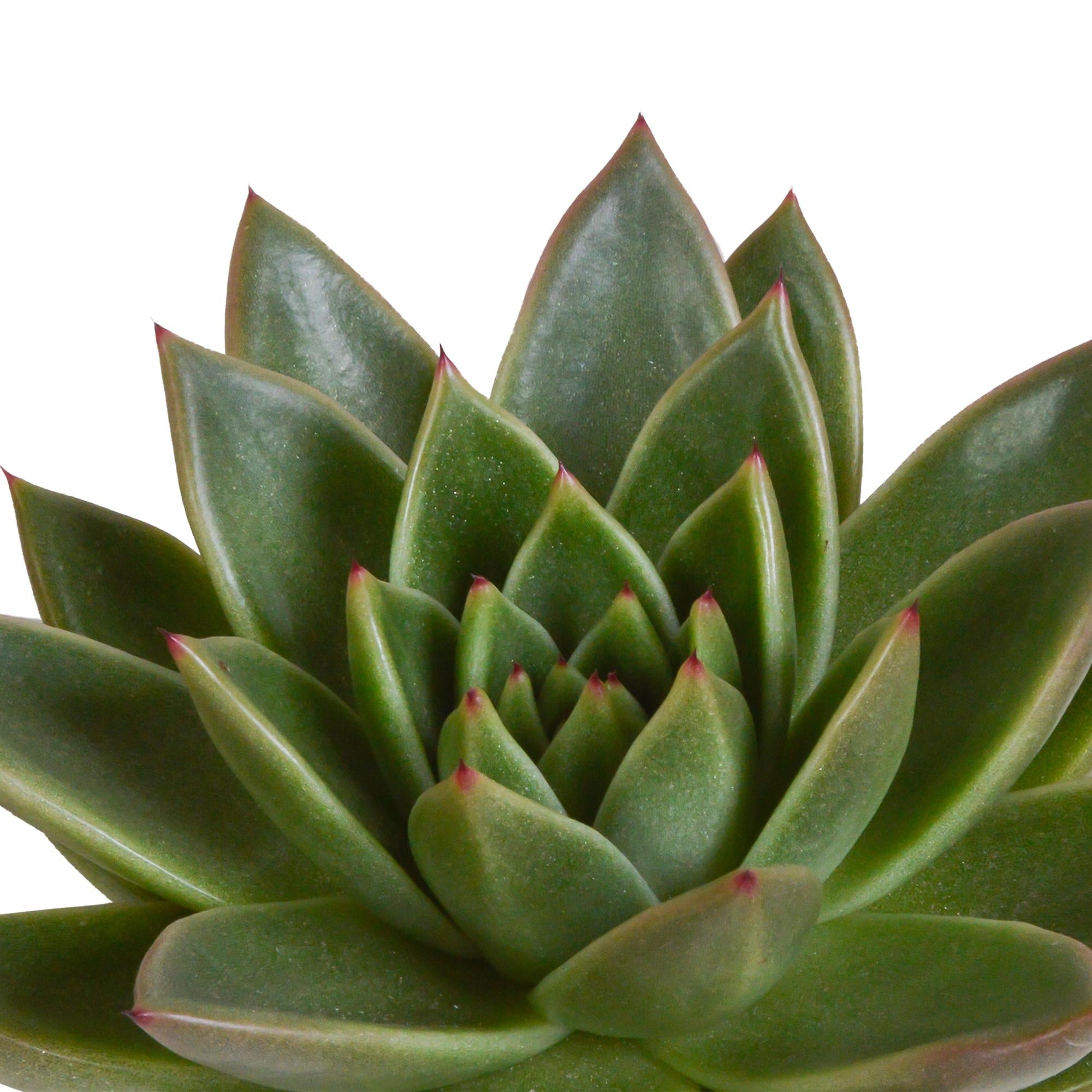 Echeveria mix 10,5 cm - 3x - in witte pot