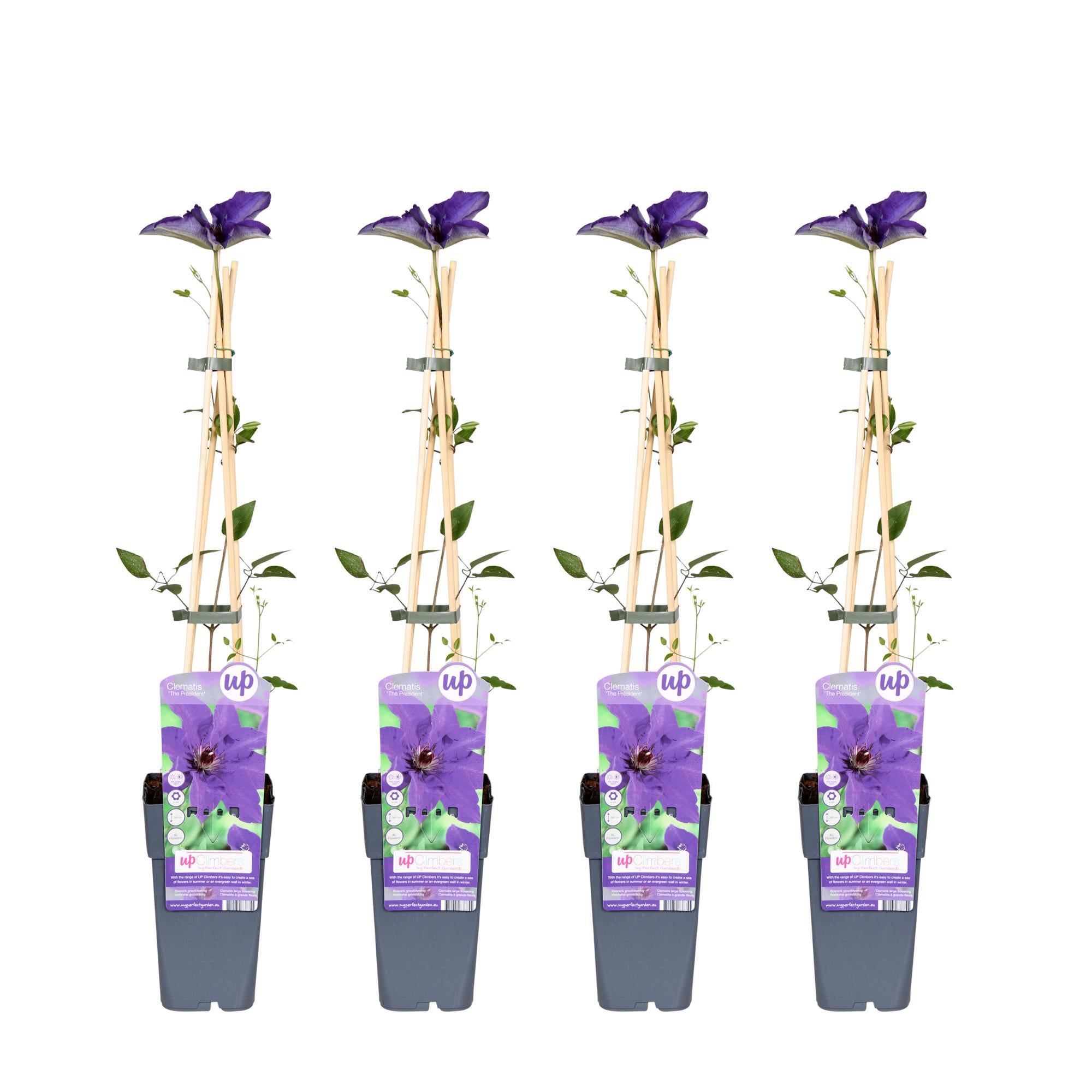 4x - Clematis De President - ?65cm - Ø15