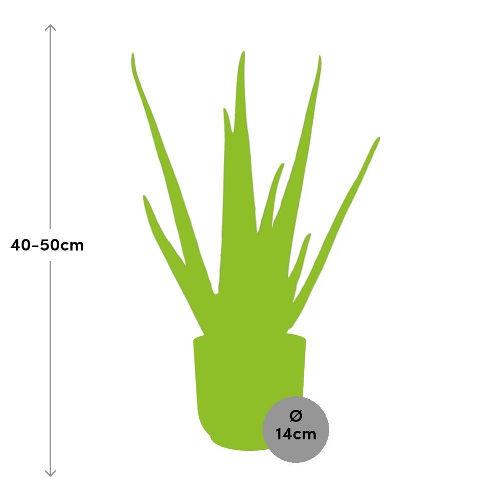 Aloë Vera 12cm in ELHO Vibes Fold 14cm roze