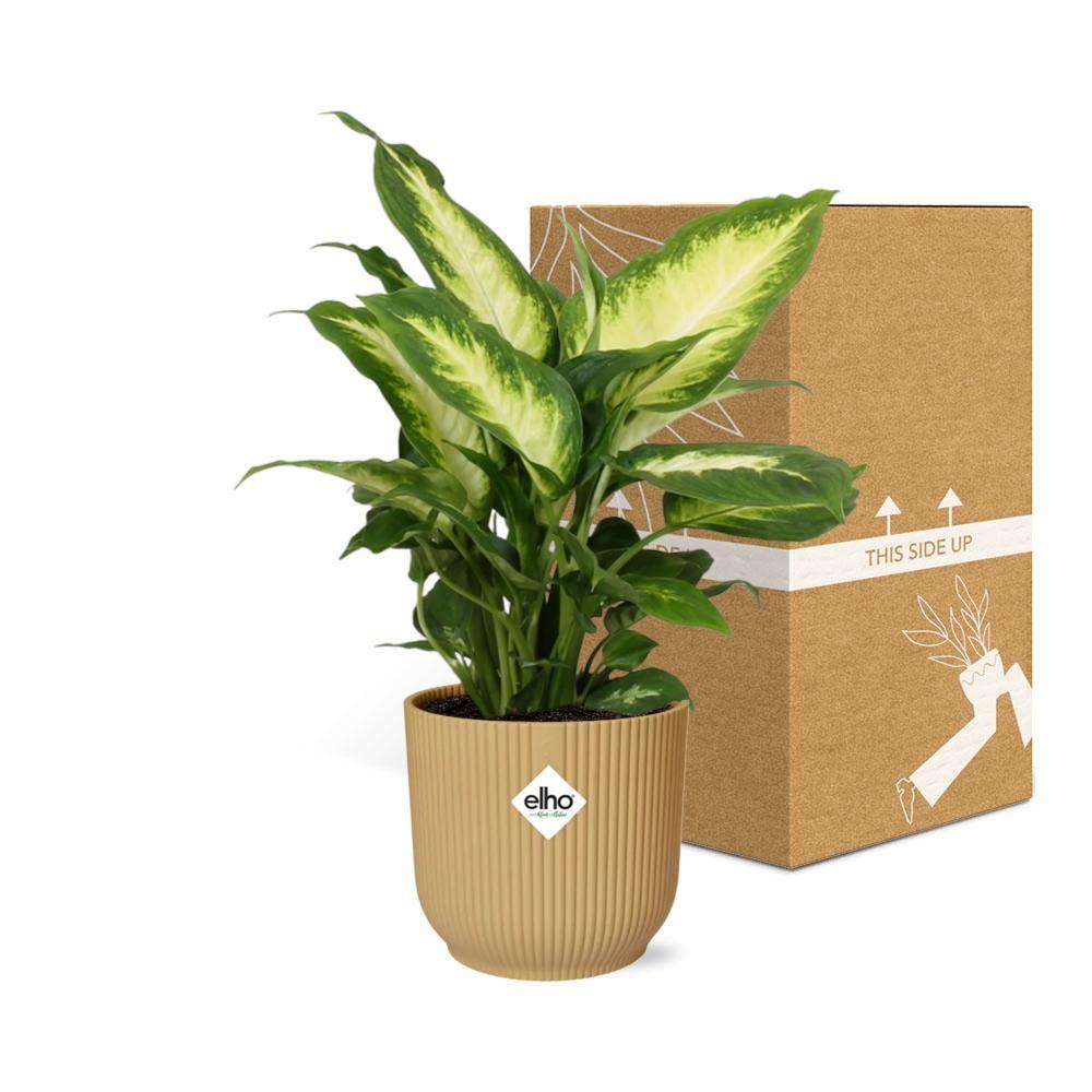 Dieffenbachia 'Camilla' in ELHO Vibes Fold 14cm geel