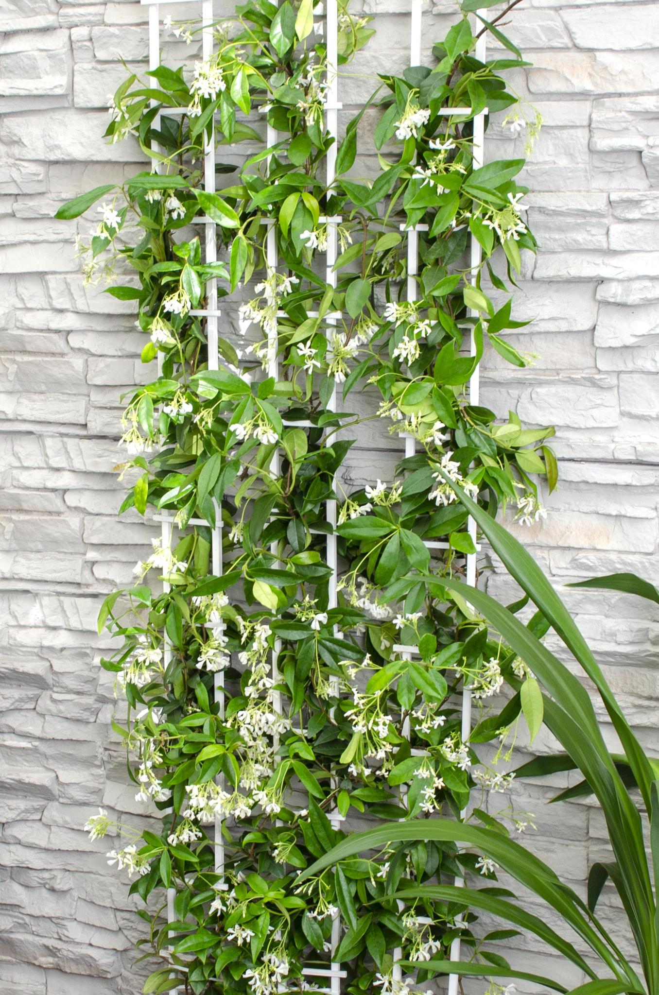 2x - Trachelospermum 'Ster van Venetië' - ?65cm - Ø15