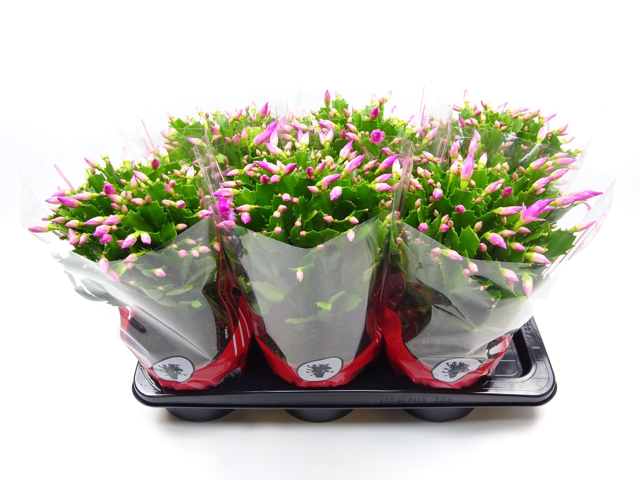 Schlumbergera 17 Cm Roze - Ø17cm - ↕35cm