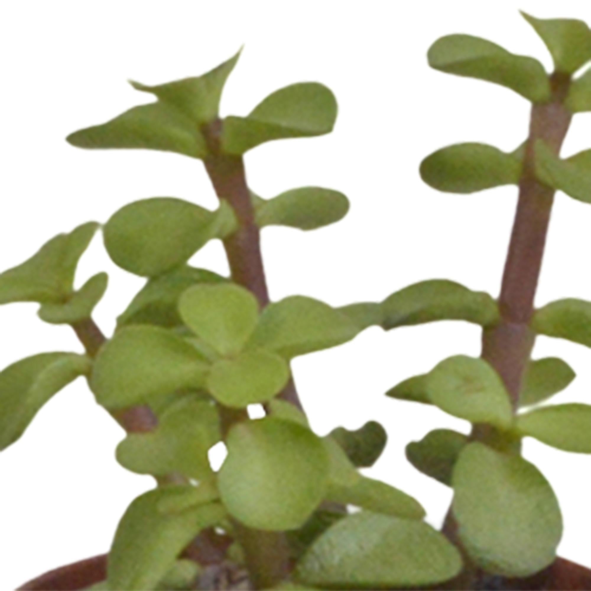 Vetplantenmix 5,5 cm - 10x - zonder pot