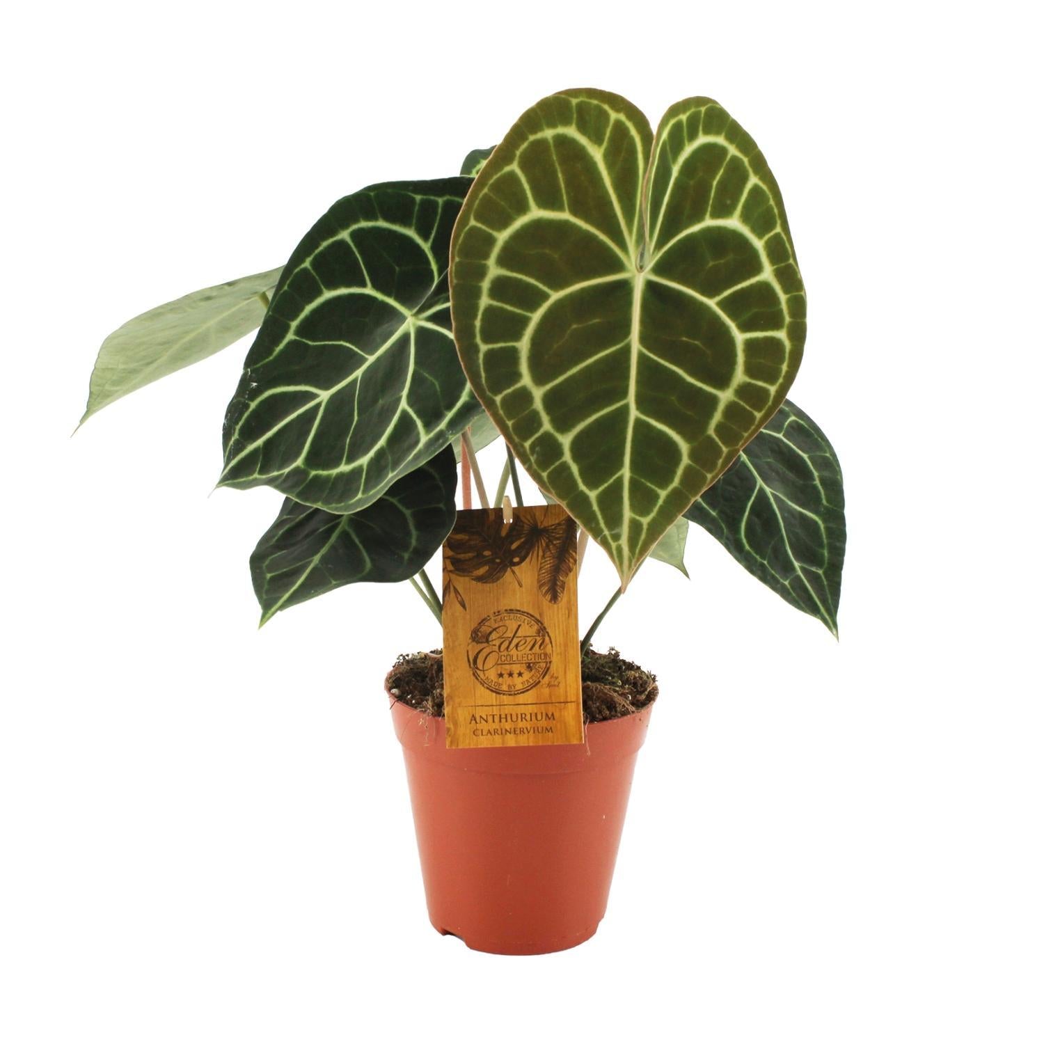 Anthurium Klarinervium - Ø15cm - ↕25cm